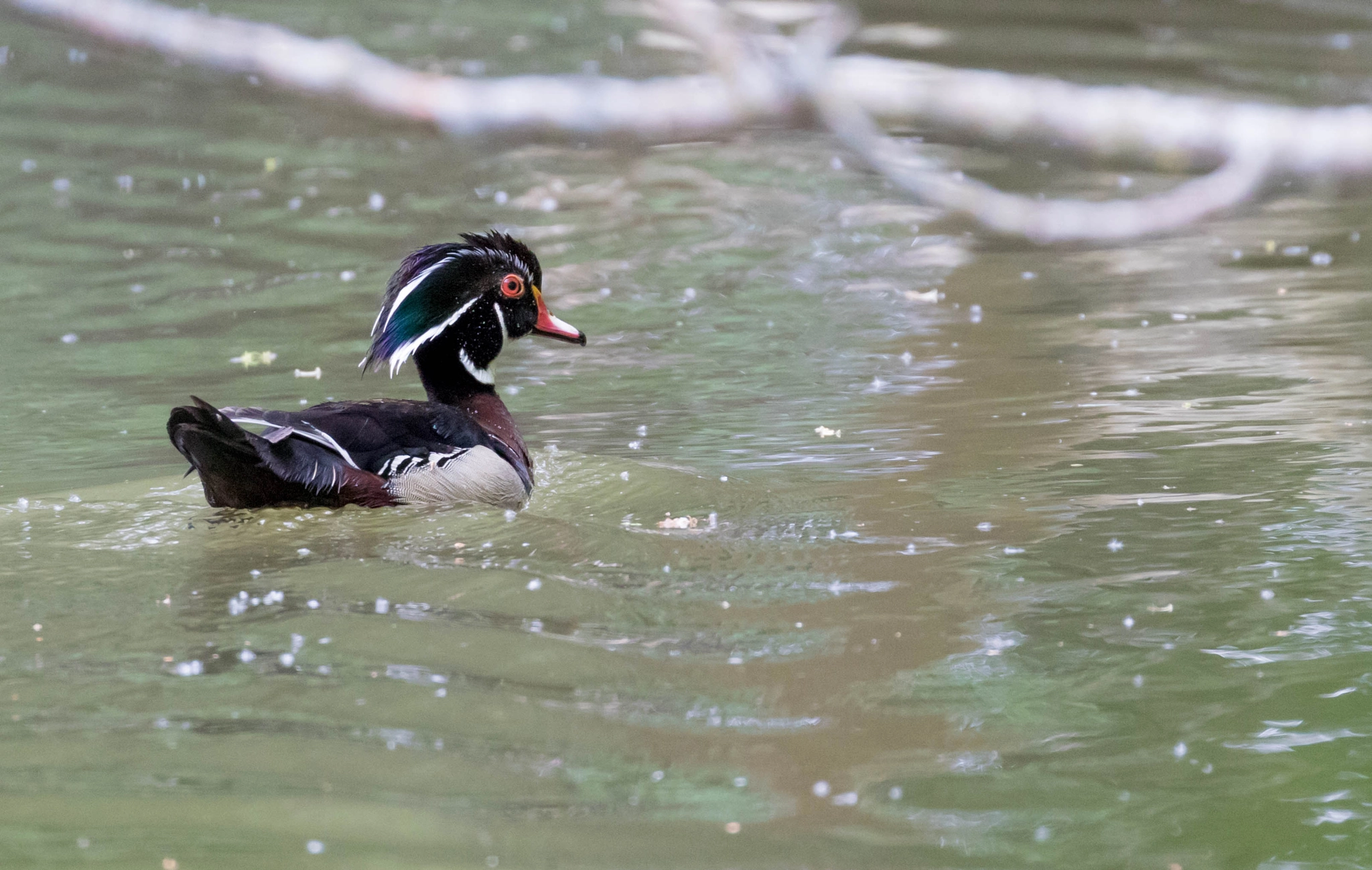 Canon EOS 7D Mark II + Canon EF 100-400mm F4.5-5.6L IS II USM sample photo. Wood duck photography