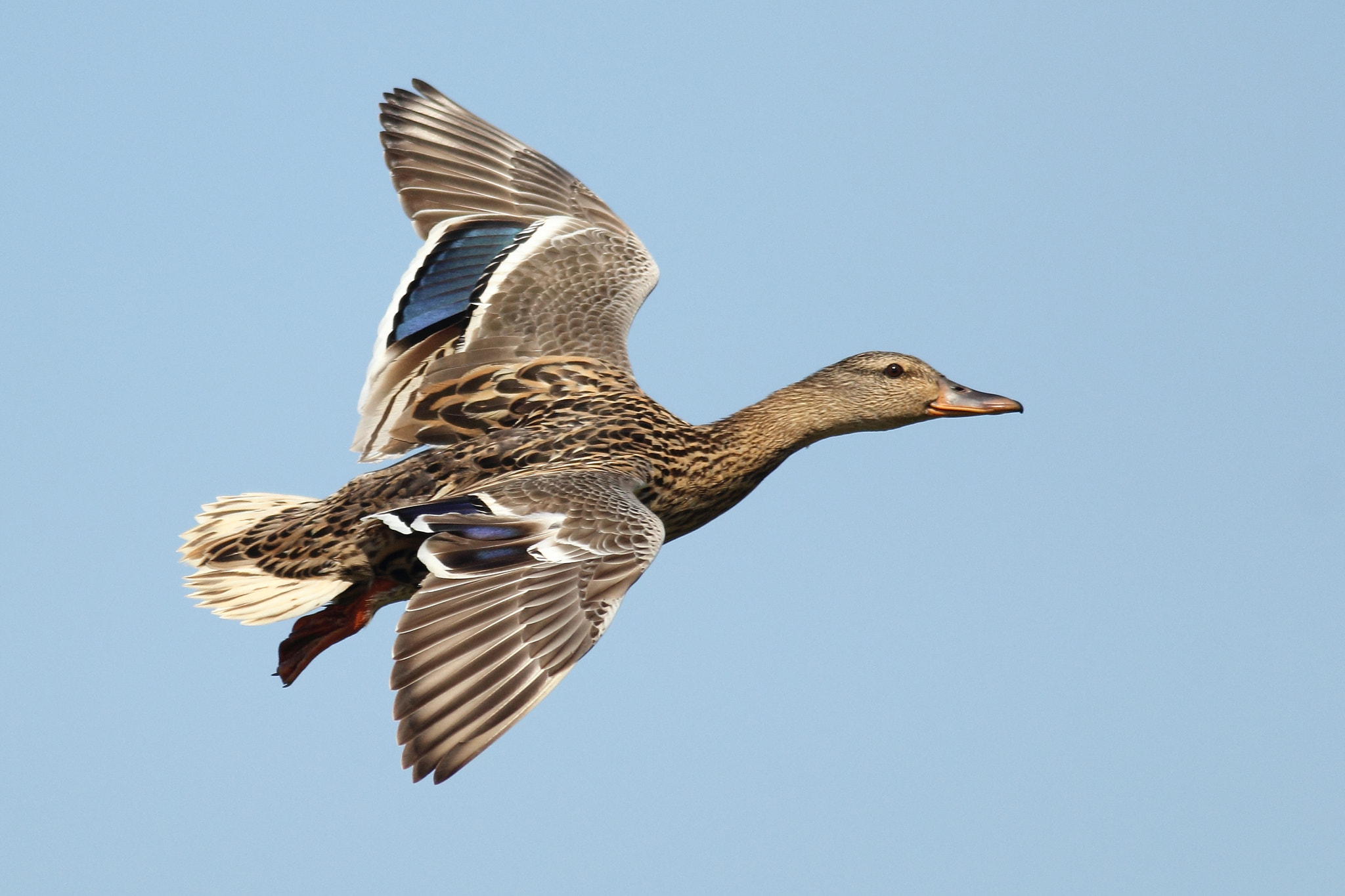 Canon EOS 60D + Canon EF 400mm F5.6L USM sample photo. Mallard in flight photography