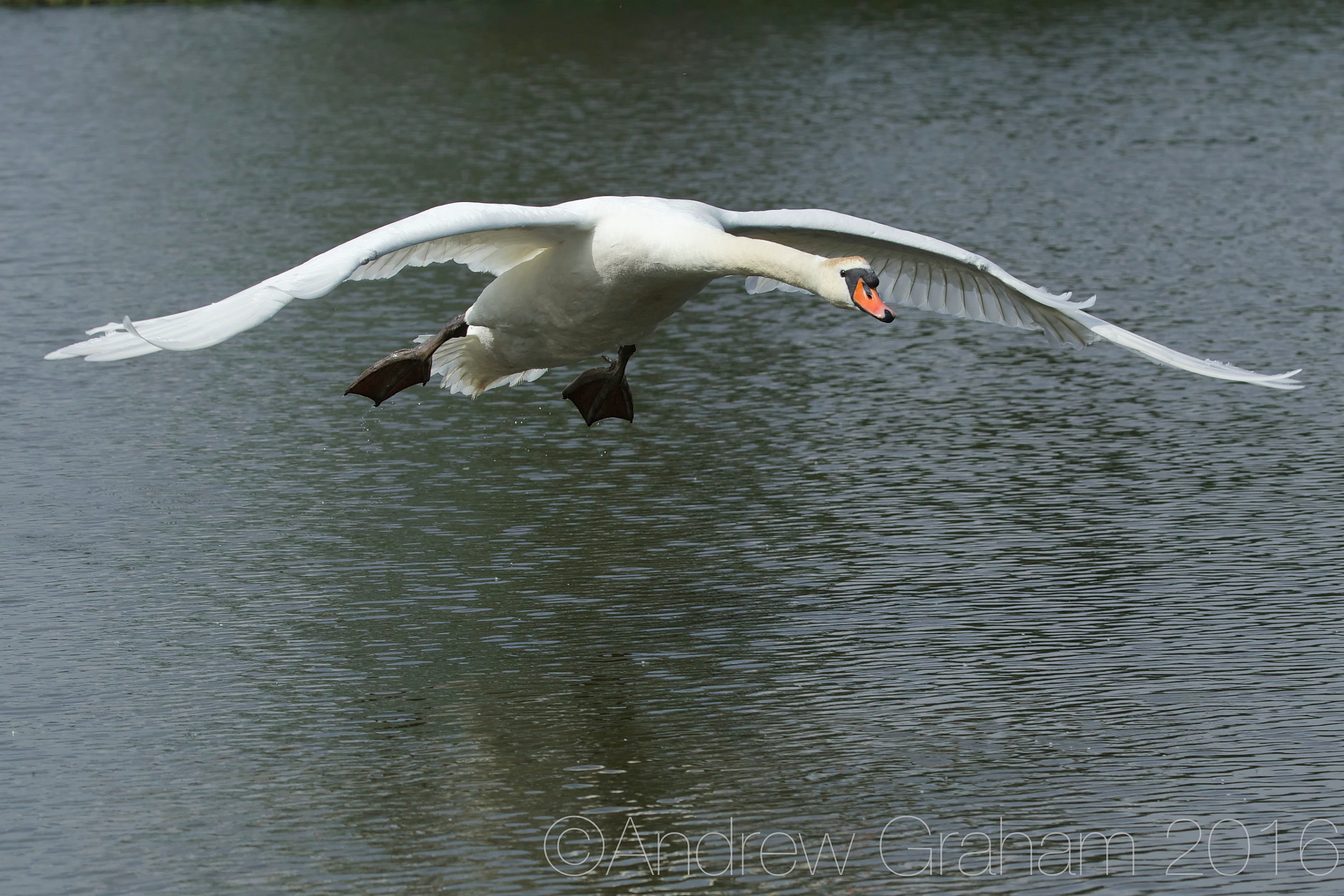 Canon EOS-1D Mark IV + Canon EF 100-400mm F4.5-5.6L IS USM sample photo. Coming in to land photography