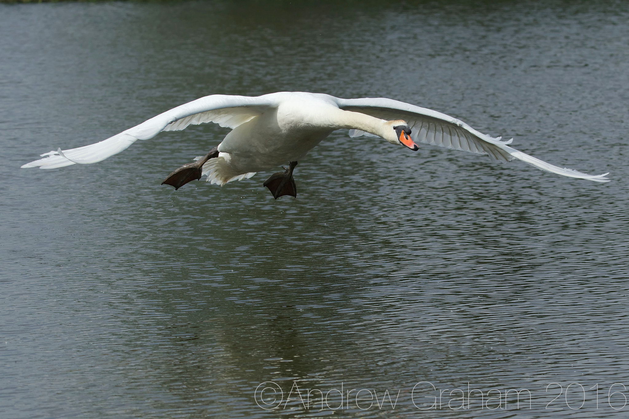 Canon EF 100-400mm F4.5-5.6L IS USM sample photo. Coming in to land photography