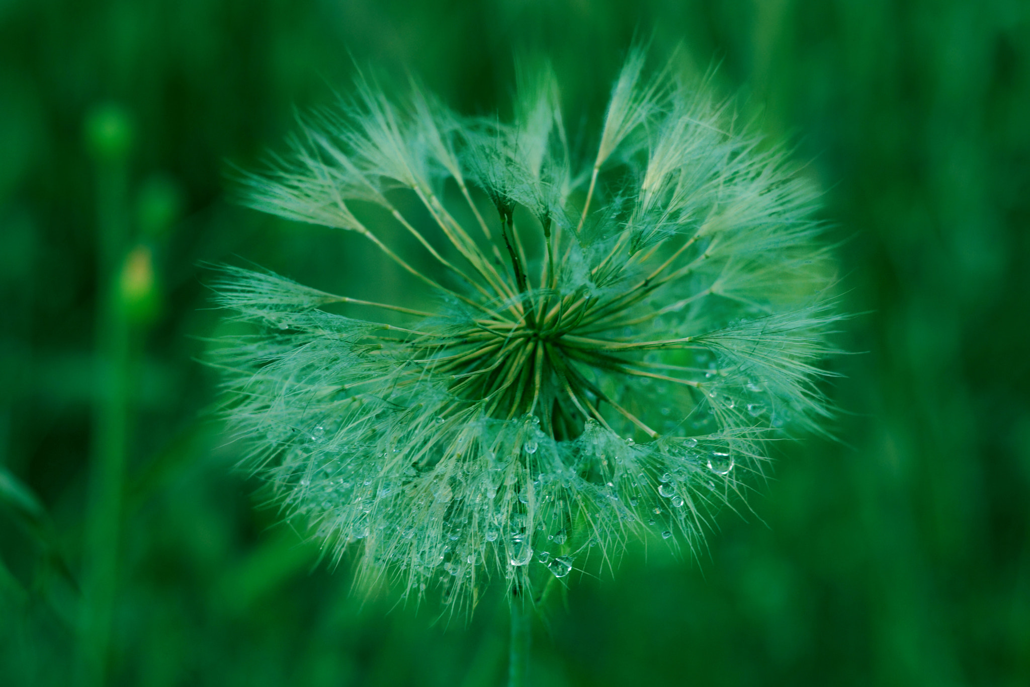 Sony SLT-A65 (SLT-A65V) + Sony 85mm F2.8 SAM sample photo. Dandelion after a shower photography