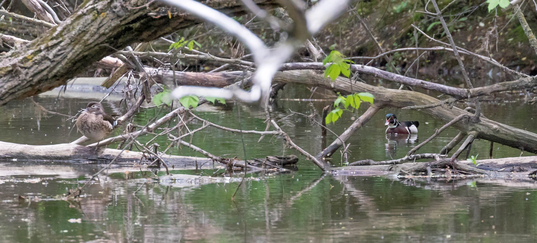 Canon EF 100-400mm F4.5-5.6L IS II USM sample photo. Mr and mrs wood duck photography