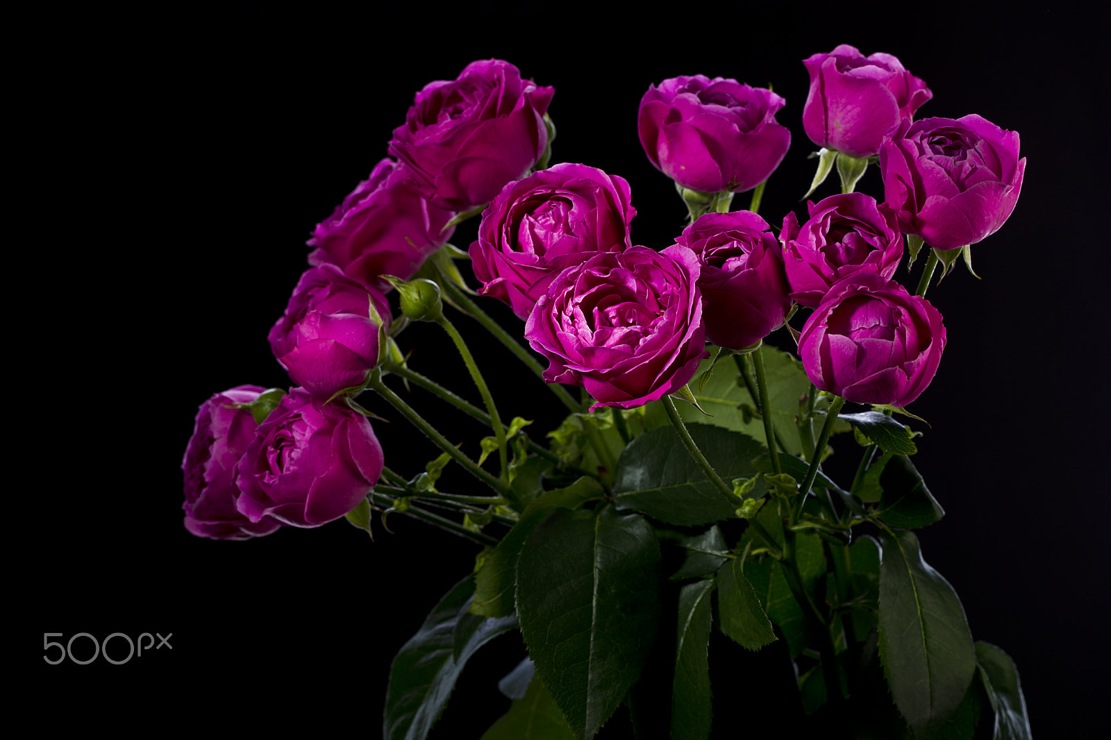 Canon EOS-1D Mark IV sample photo. Bouquet of roses peony photography