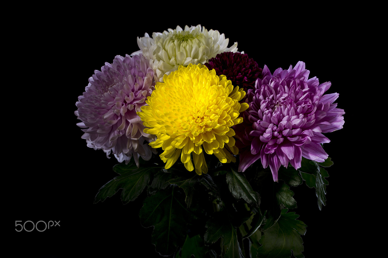 Canon EOS-1D Mark IV sample photo. Bouquet of carnations photography