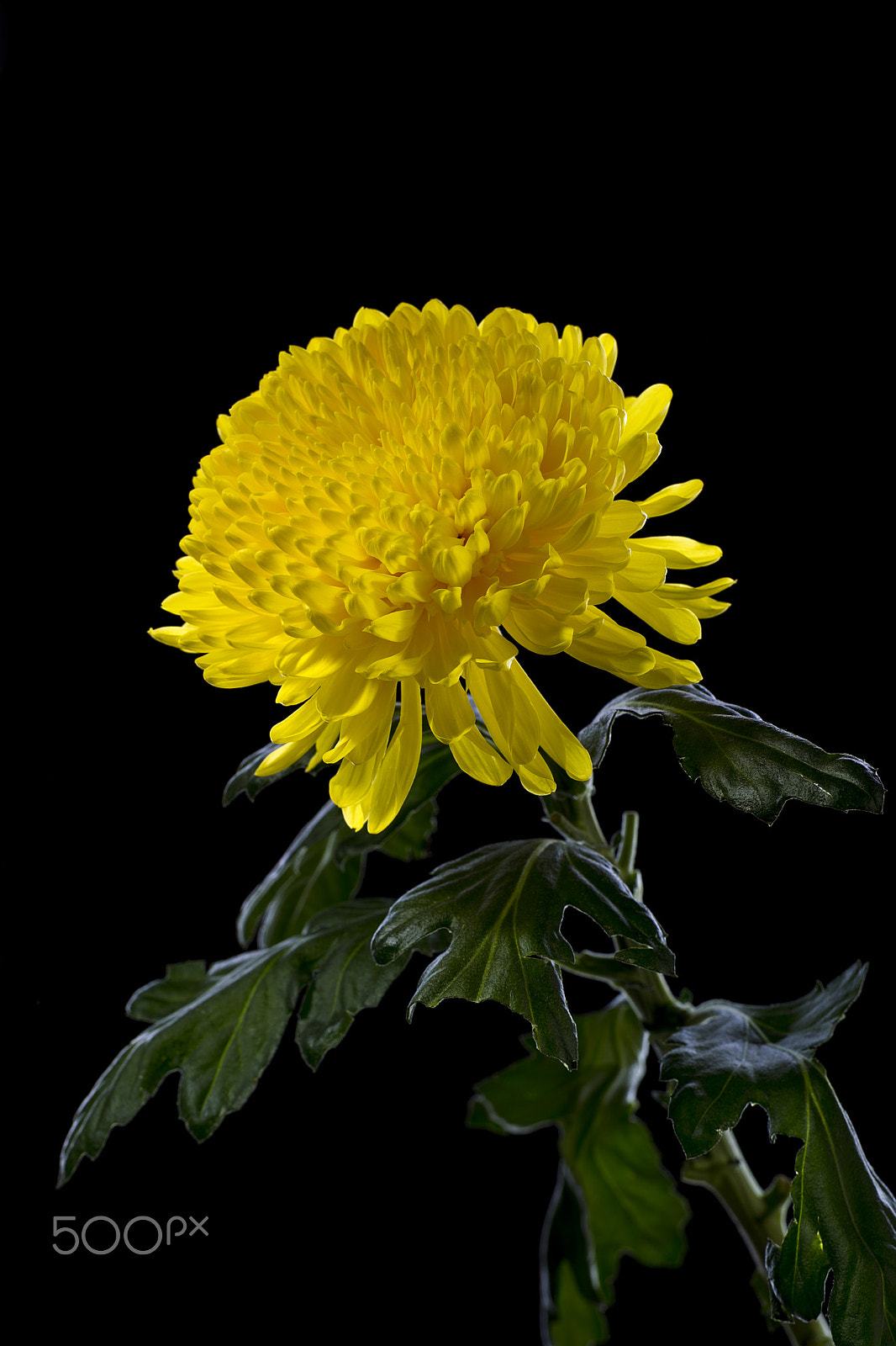 Canon EOS-1D Mark IV sample photo. Yellow chrysanthemums on a black background photography