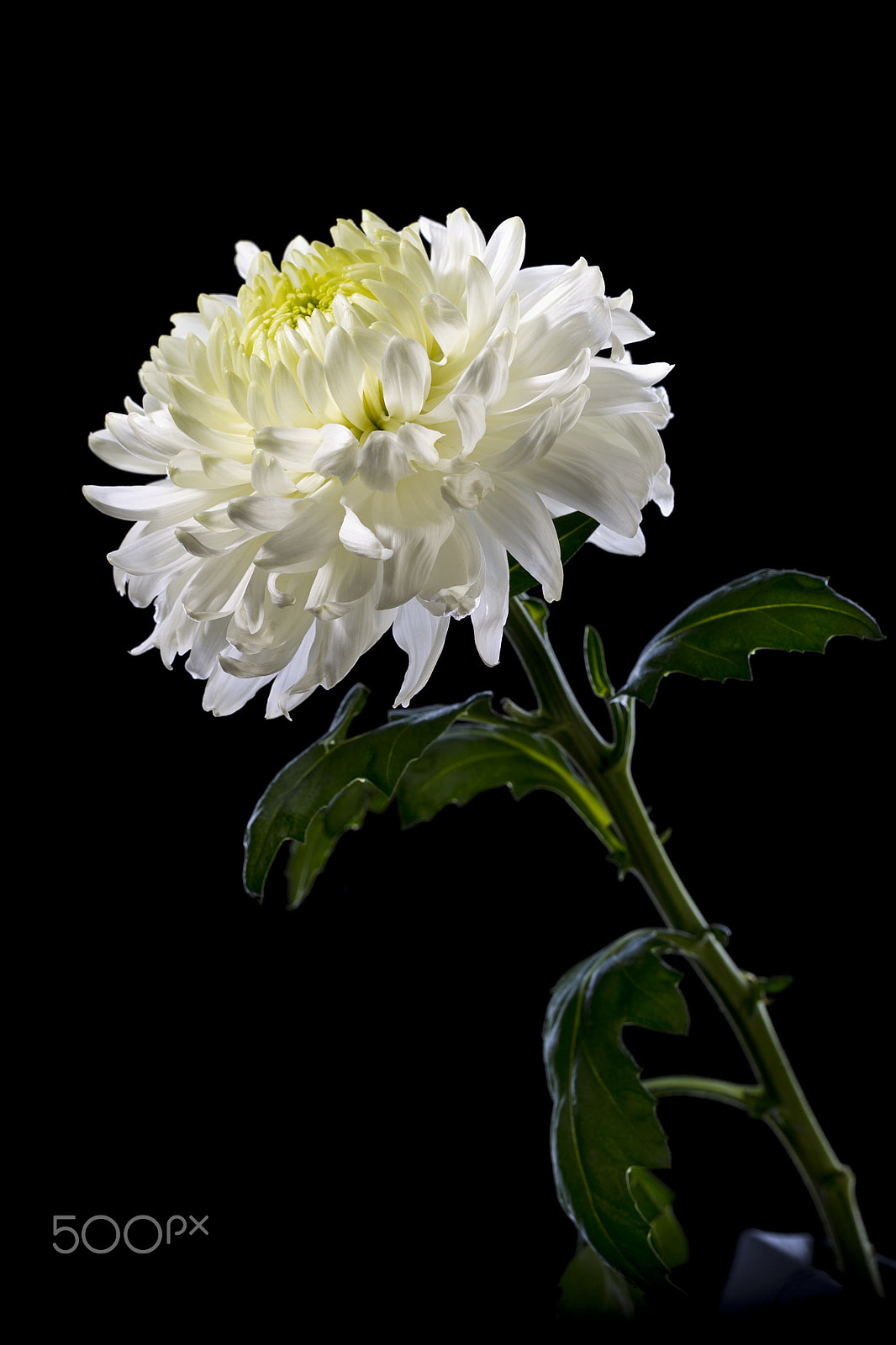 Canon EOS-1D Mark IV sample photo. White chrysanthemum on a black background photography
