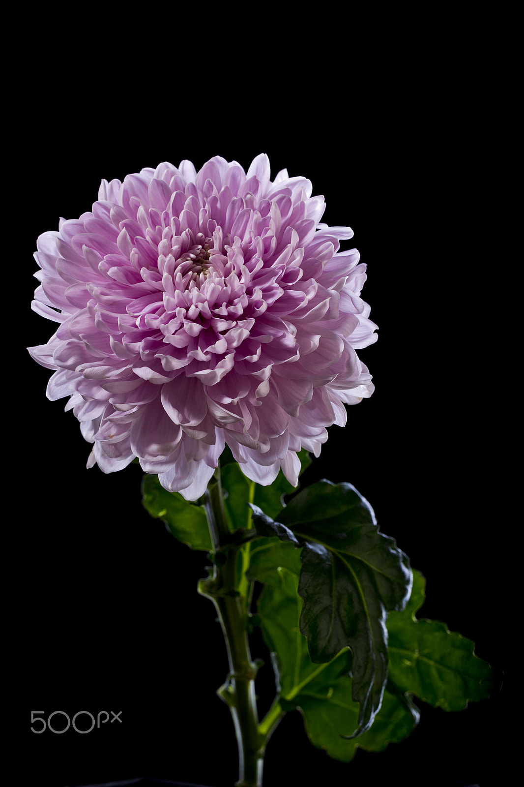 Canon EOS-1D Mark IV sample photo. Flower of pink chrysanthemum photography