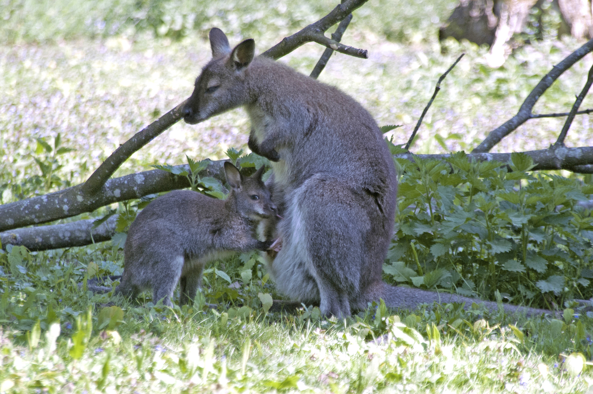 KONICA MINOLTA MAXXUM 5D sample photo. Feeding time! photography