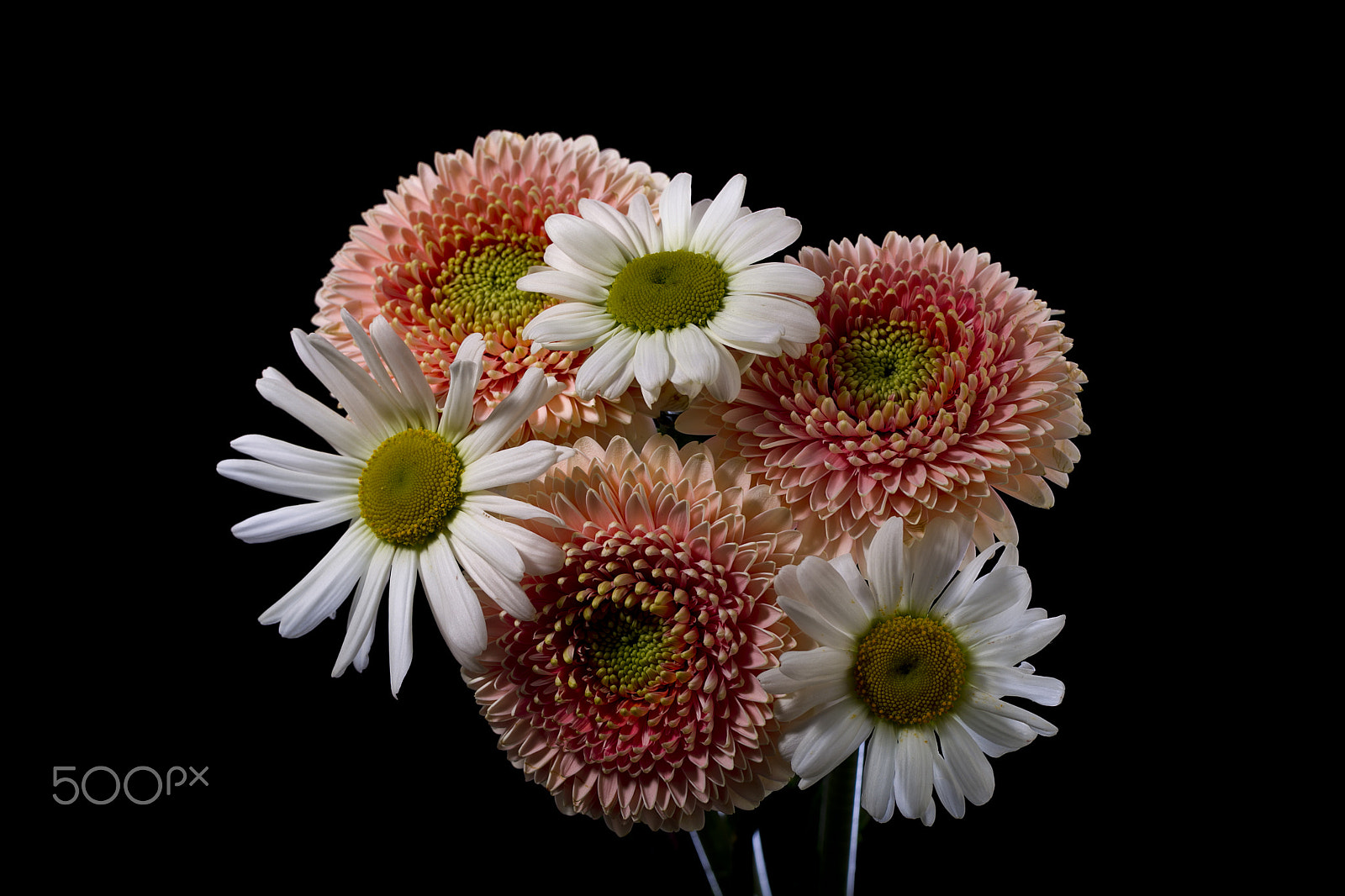 Canon EOS-1D Mark IV sample photo. Bouquet of gerbera and chamomile photography