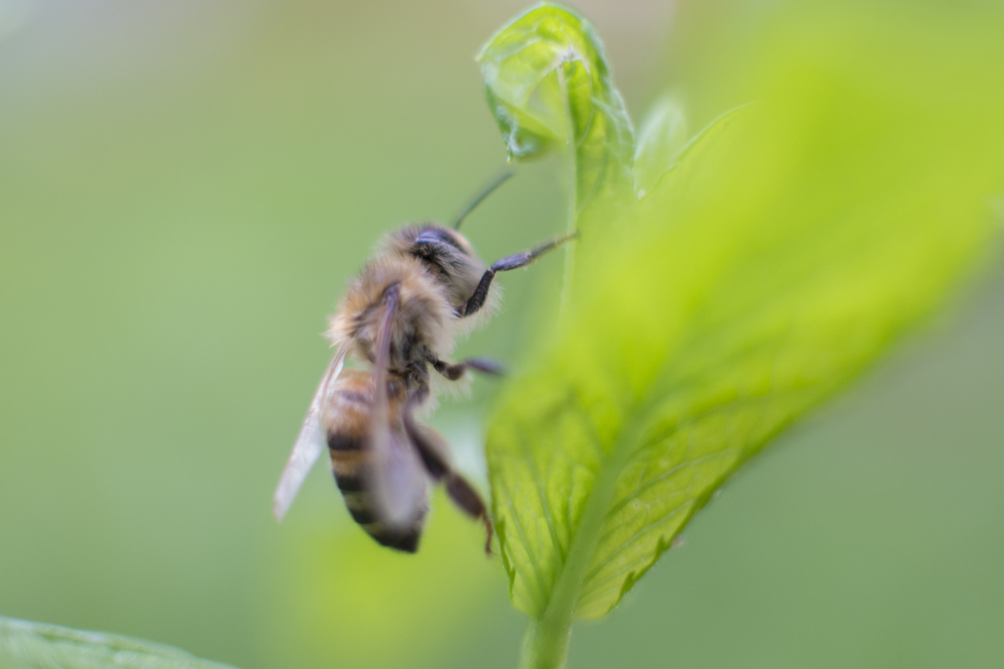Nikon D800 + Nikon AF-S DX Nikkor 35mm F1.8G sample photo. Bees photography