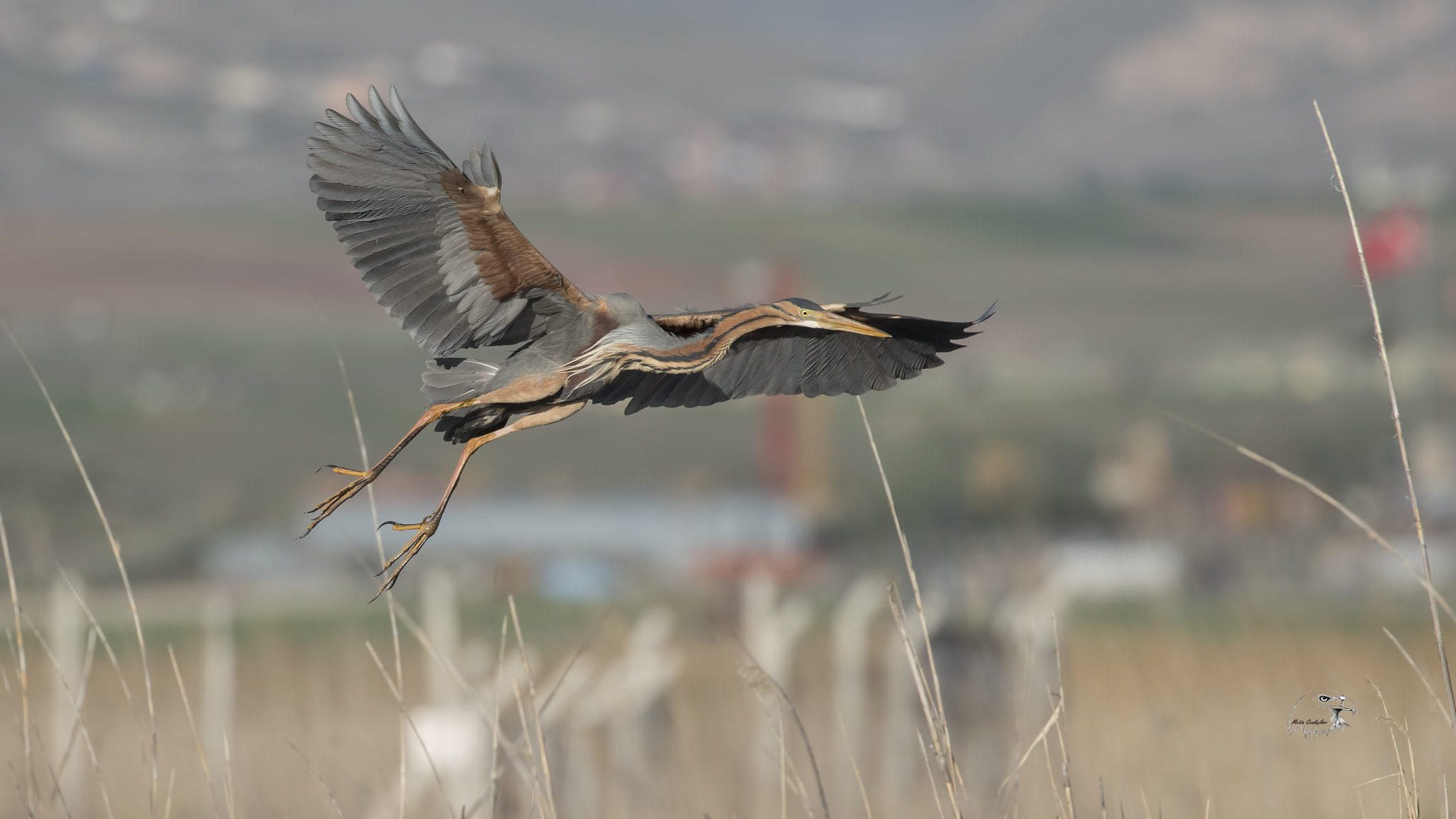Canon EF 100-400mm F4.5-5.6L IS II USM sample photo. K erguvani photography