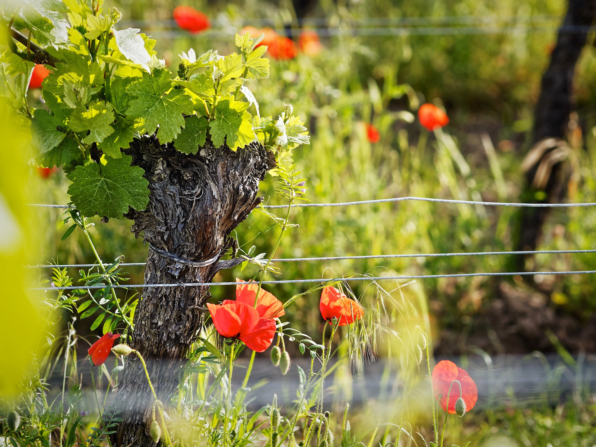 Olympus OM-D E-M10 + Olympus M.Zuiko Digital ED 75mm F1.8 sample photo. Wein wein wein photography