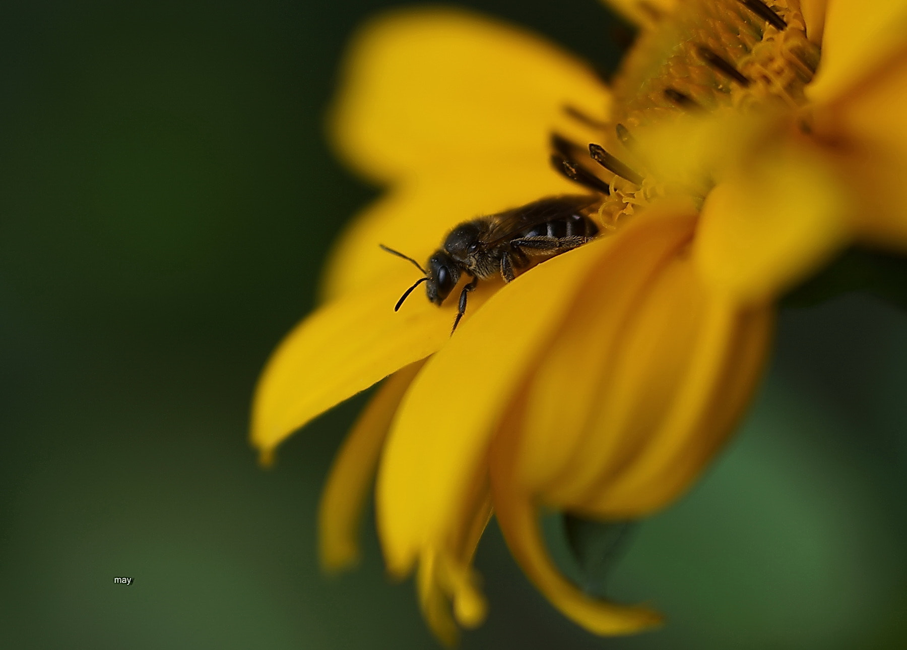 Sony SLT-A65 (SLT-A65V) + Minolta AF 50mm F1.7 sample photo. Little bee.. photography