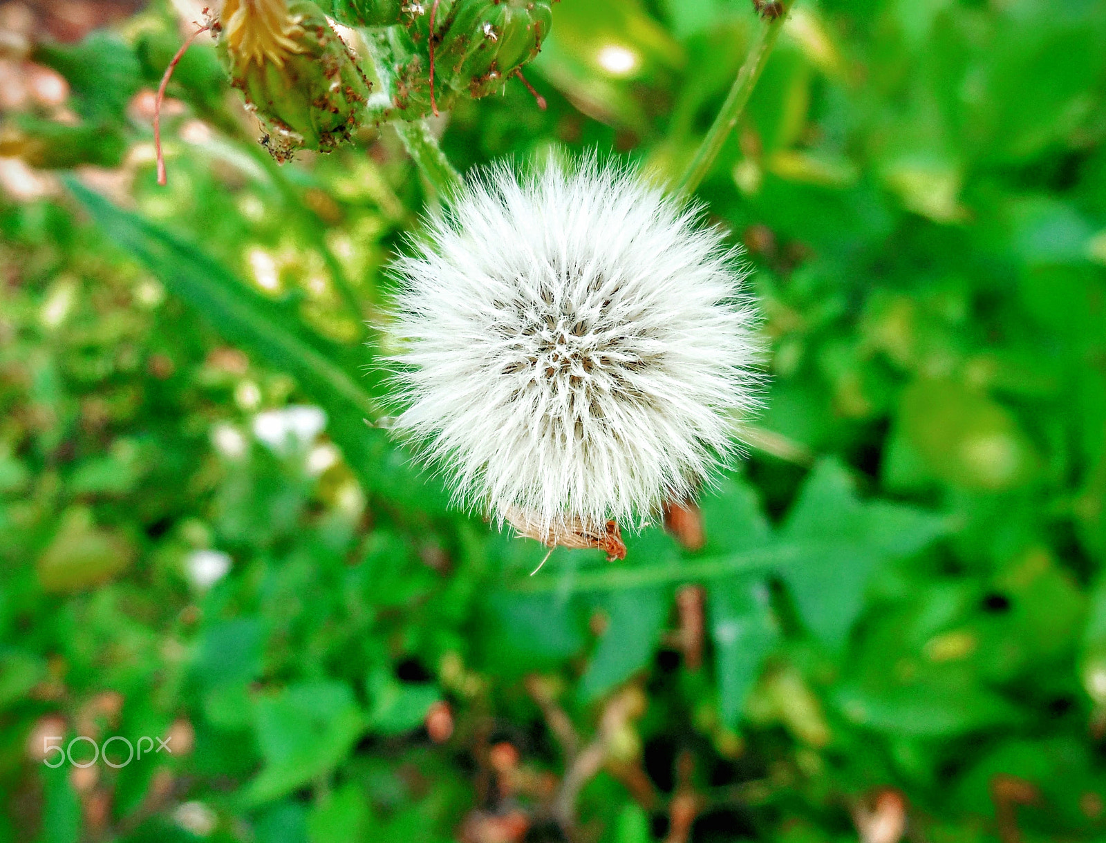 Nikon Coolpix S6400 sample photo. Dandelion photography