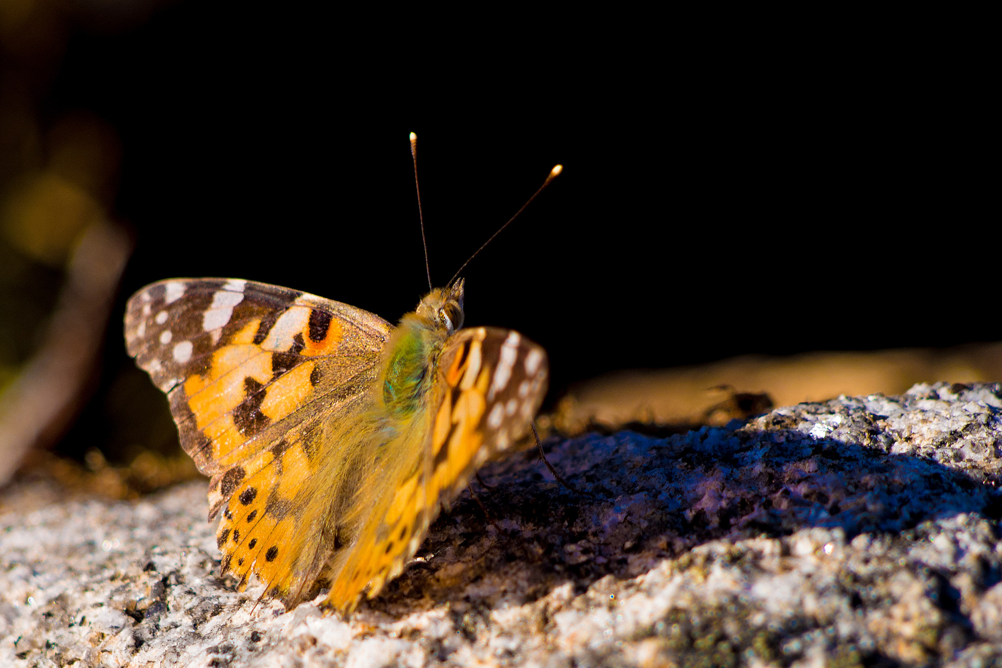 Olympus PEN E-PL5 sample photo. Butterfly photography