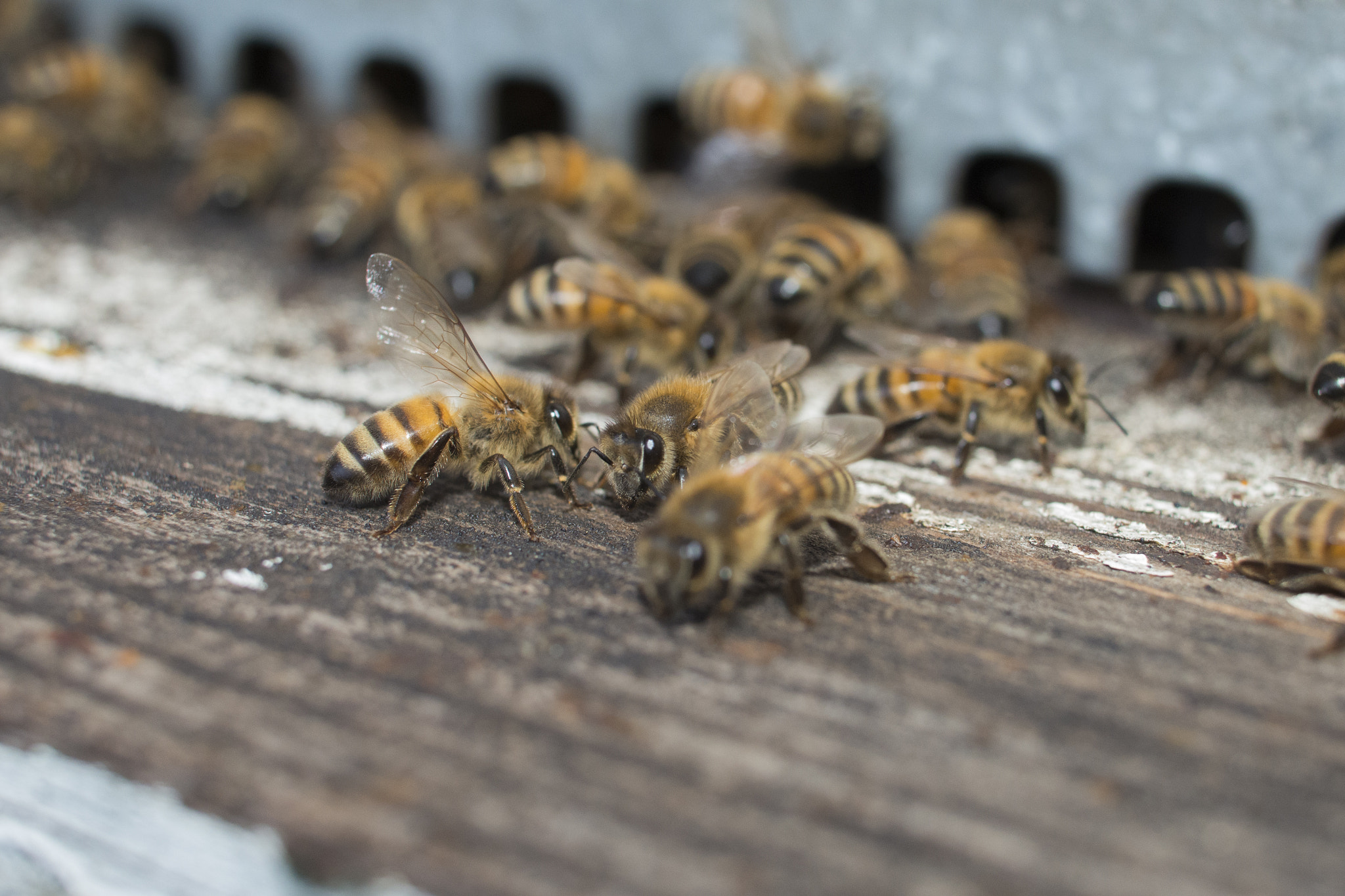 Nikon D800 + Nikon AF-S DX Nikkor 35mm F1.8G sample photo. Bees photography
