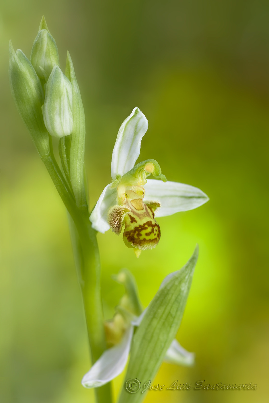 Nikon D300S + Tamron SP 90mm F2.8 Di VC USD 1:1 Macro sample photo. Ophrys apiphera hipocromática photography