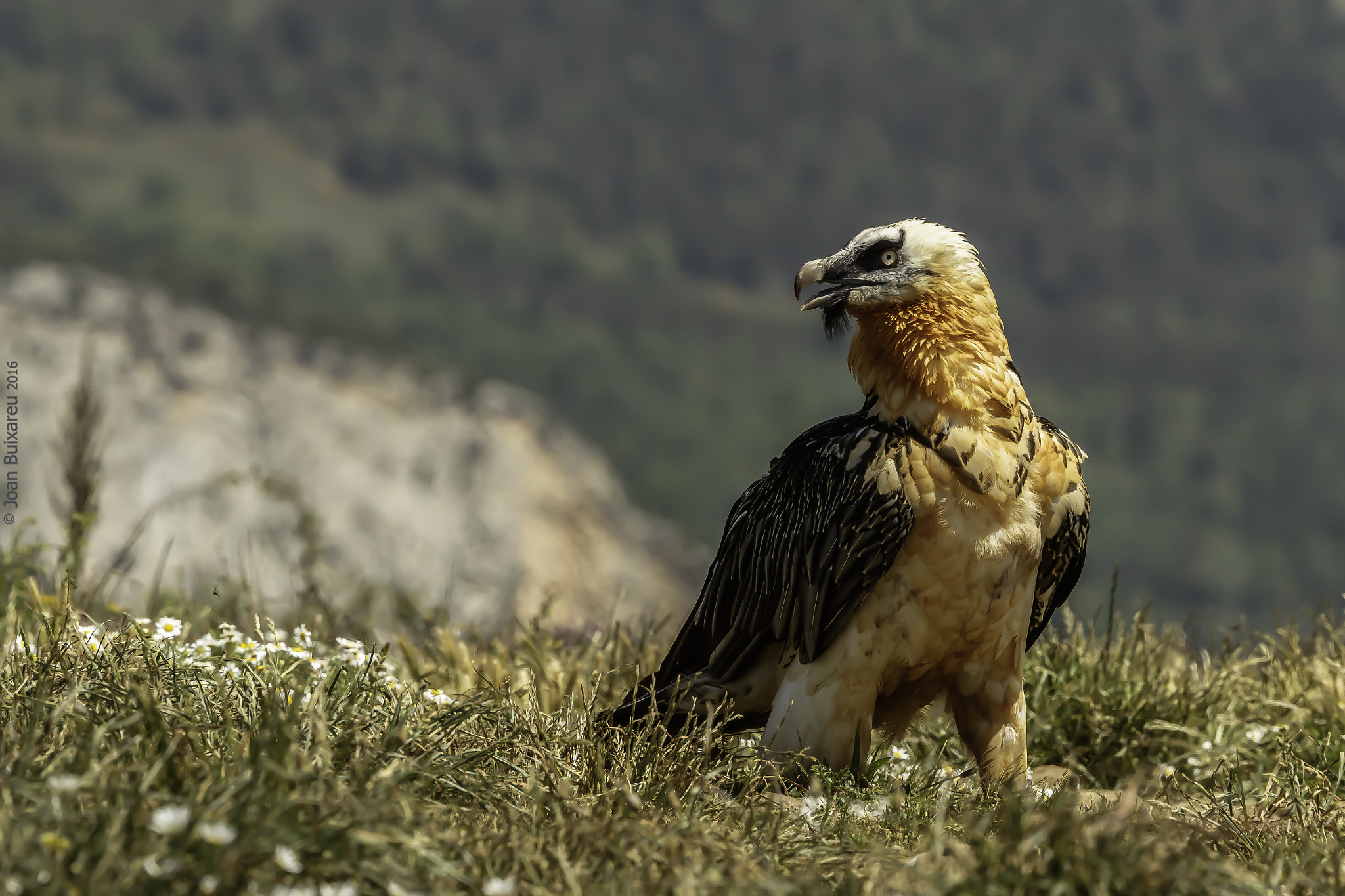 Canon EF 200-400mm F4L IS USM Extender 1.4x sample photo. Trenca margaritas photography