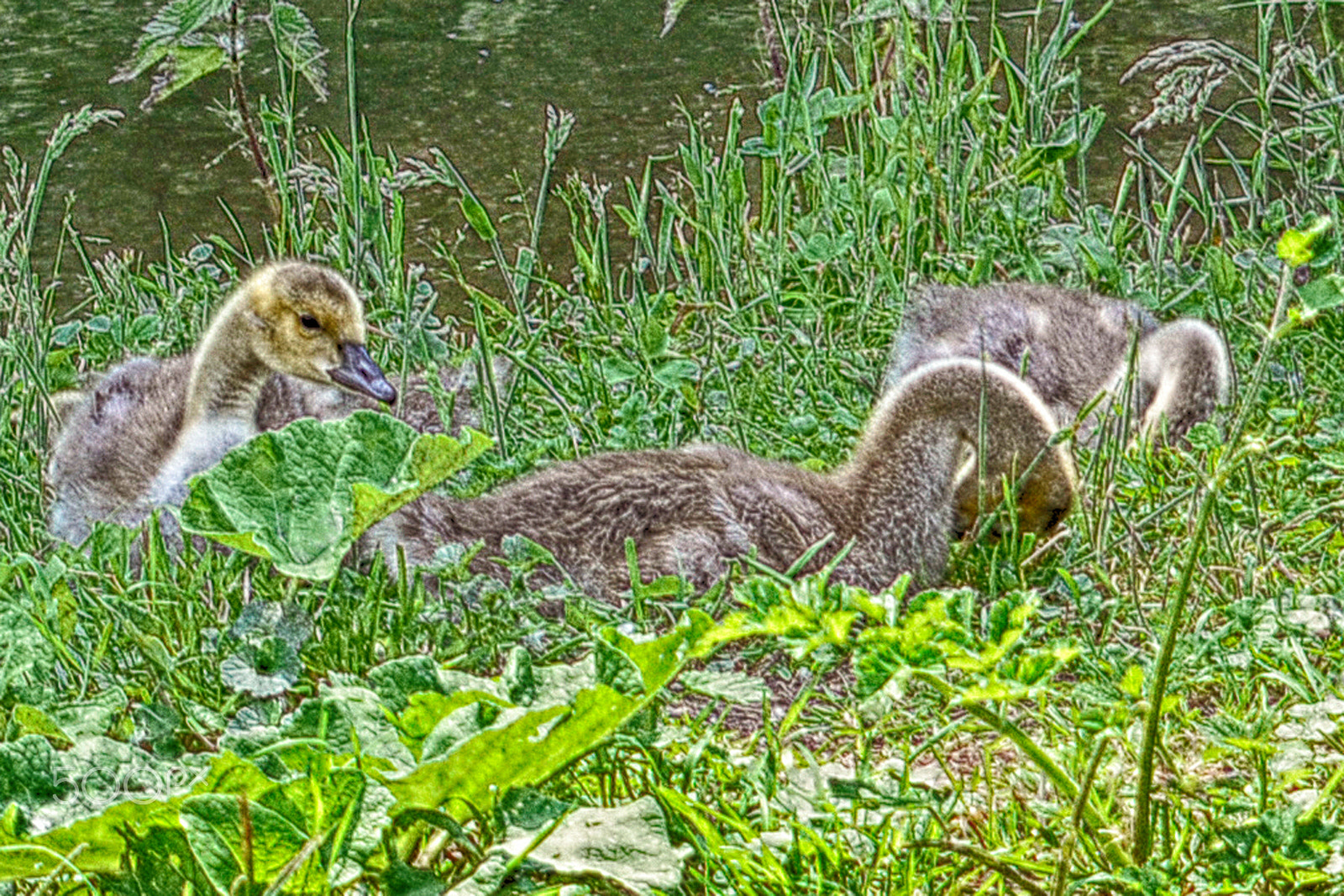 Nikon D5200 + Nikkor 500mm f/4 P ED IF sample photo. Ducktails huuuuhuuuu photography