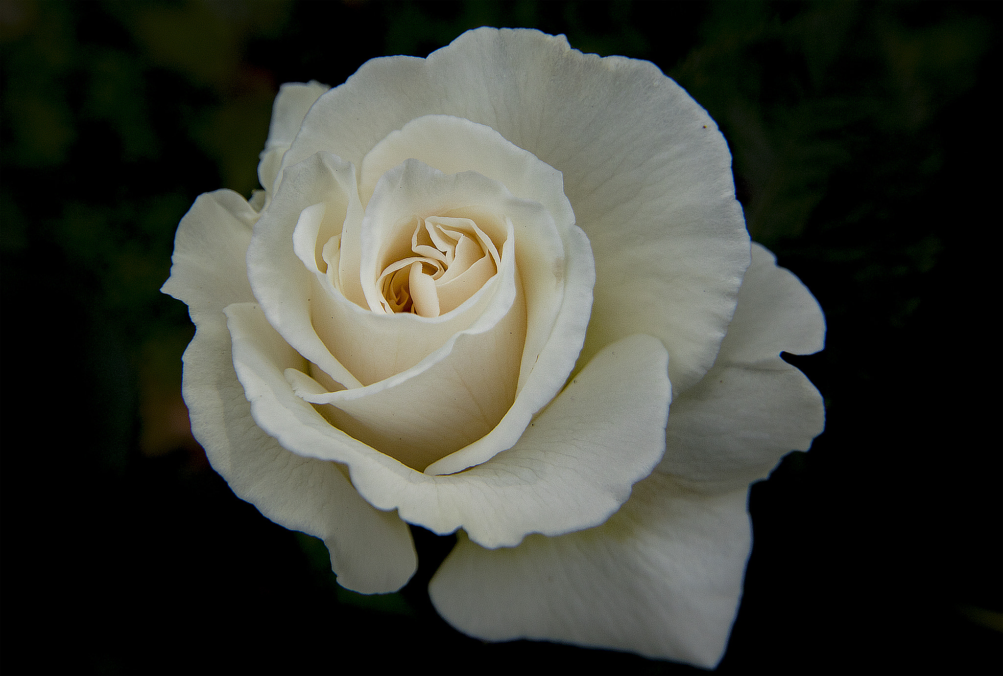 Canon EOS 750D (EOS Rebel T6i / EOS Kiss X8i) + Canon EF-S 10-18mm F4.5–5.6 IS STM sample photo. White rose of summer photography