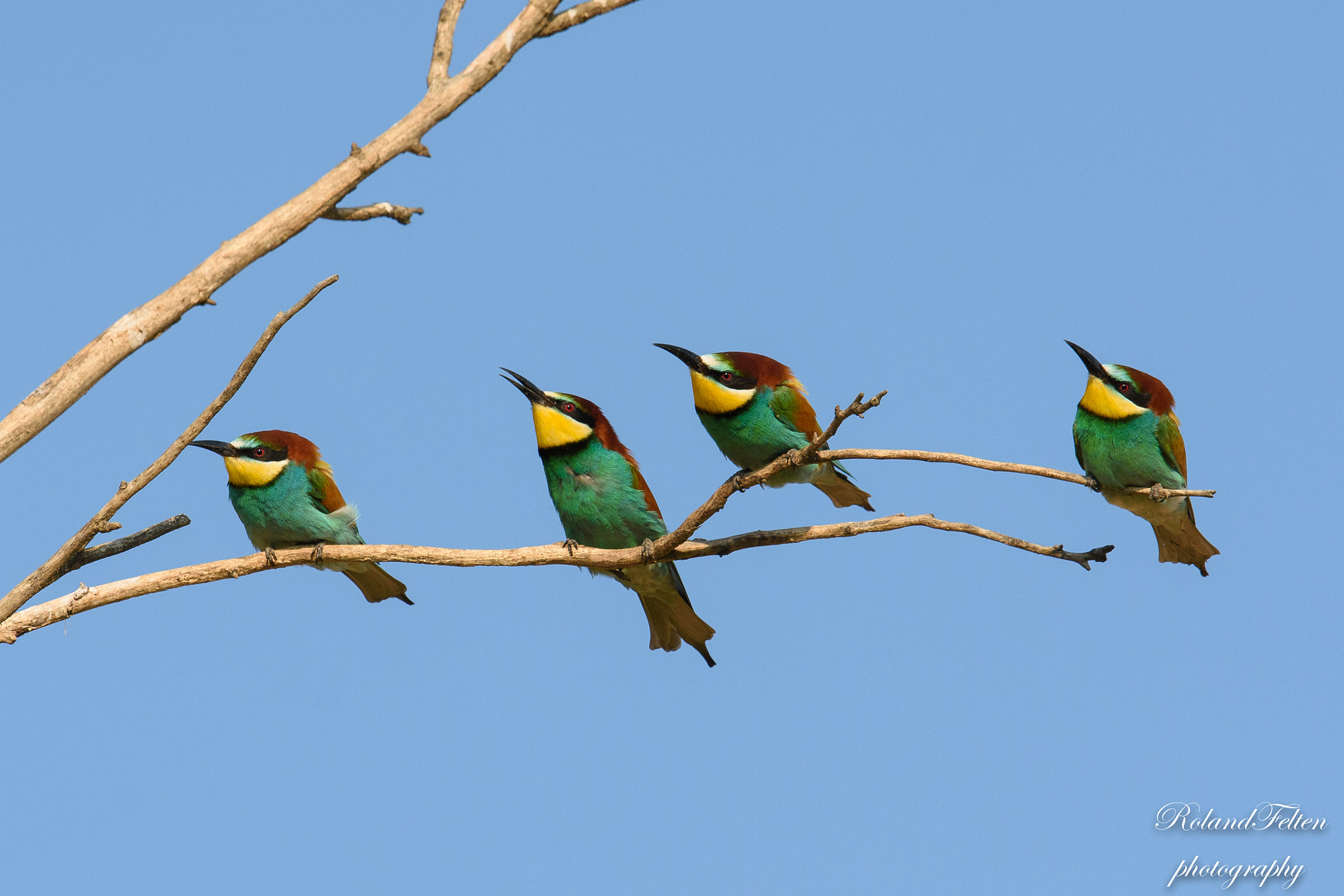 Nikon D7200 + Nikon AF-S Nikkor 600mm F4G ED VR sample photo. Four bee-eaters photography