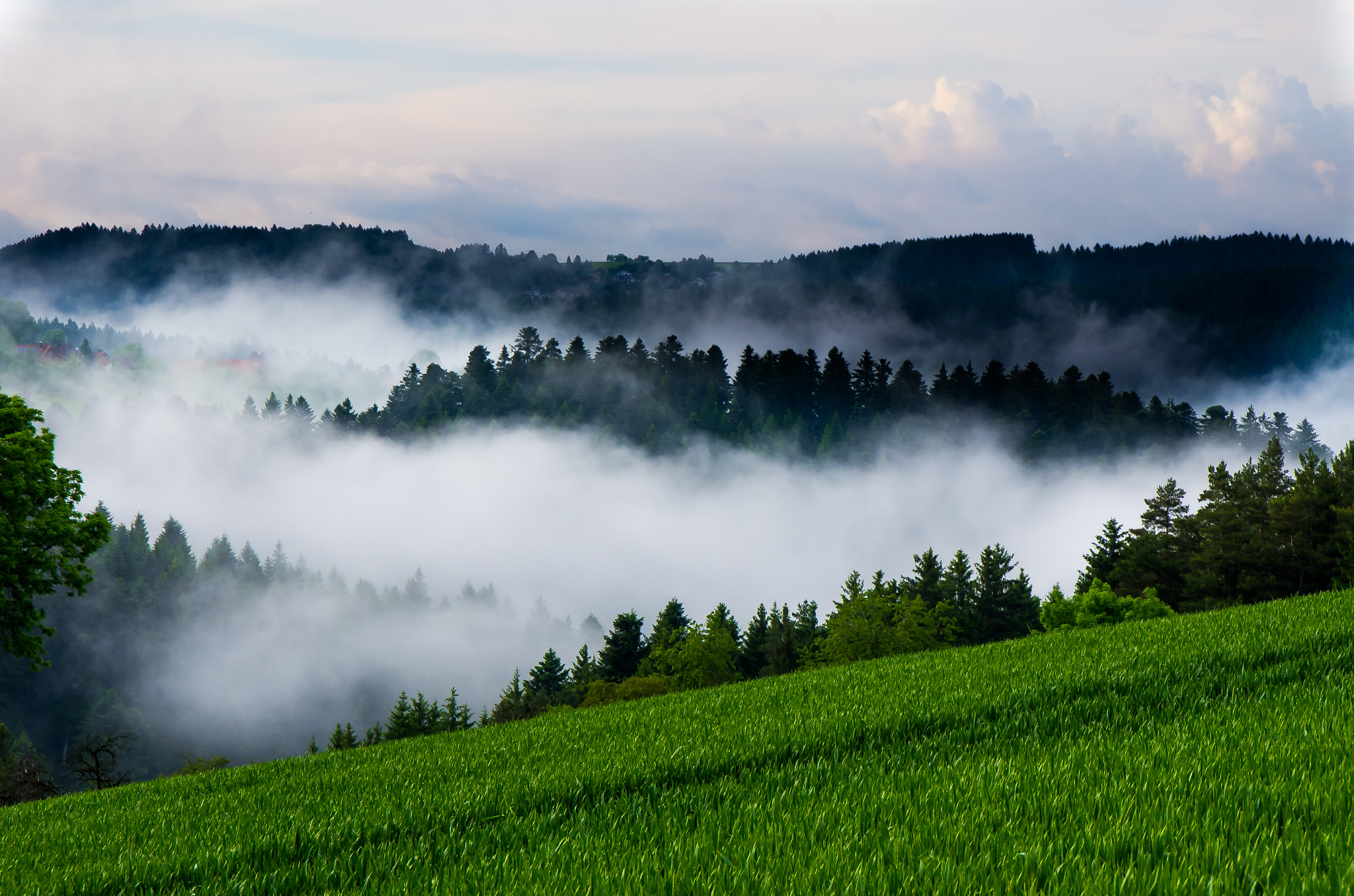 Pentax K-5 sample photo. Fog in the black forrest photography