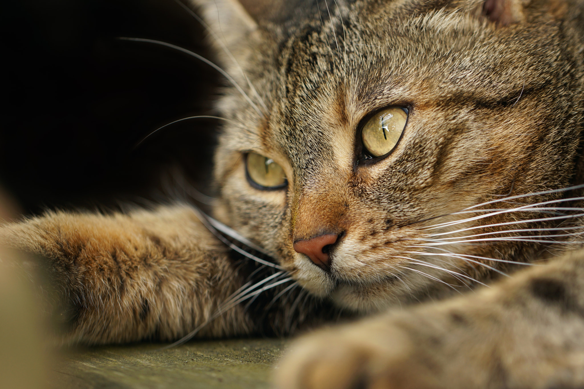 Sony a6000 + Canon EF 100mm F2.8L Macro IS USM sample photo. After the walk... photography