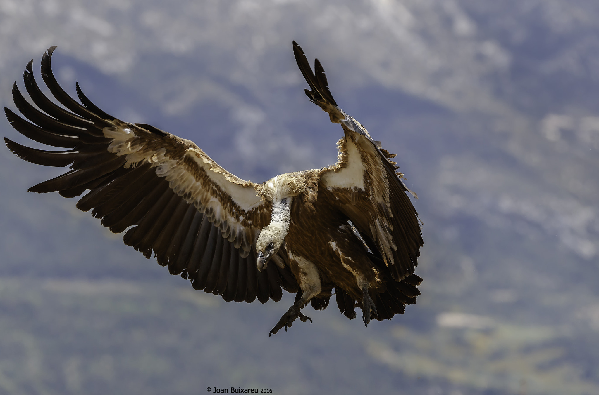 Canon EF 200-400mm F4L IS USM Extender 1.4x sample photo. Vaig volant photography
