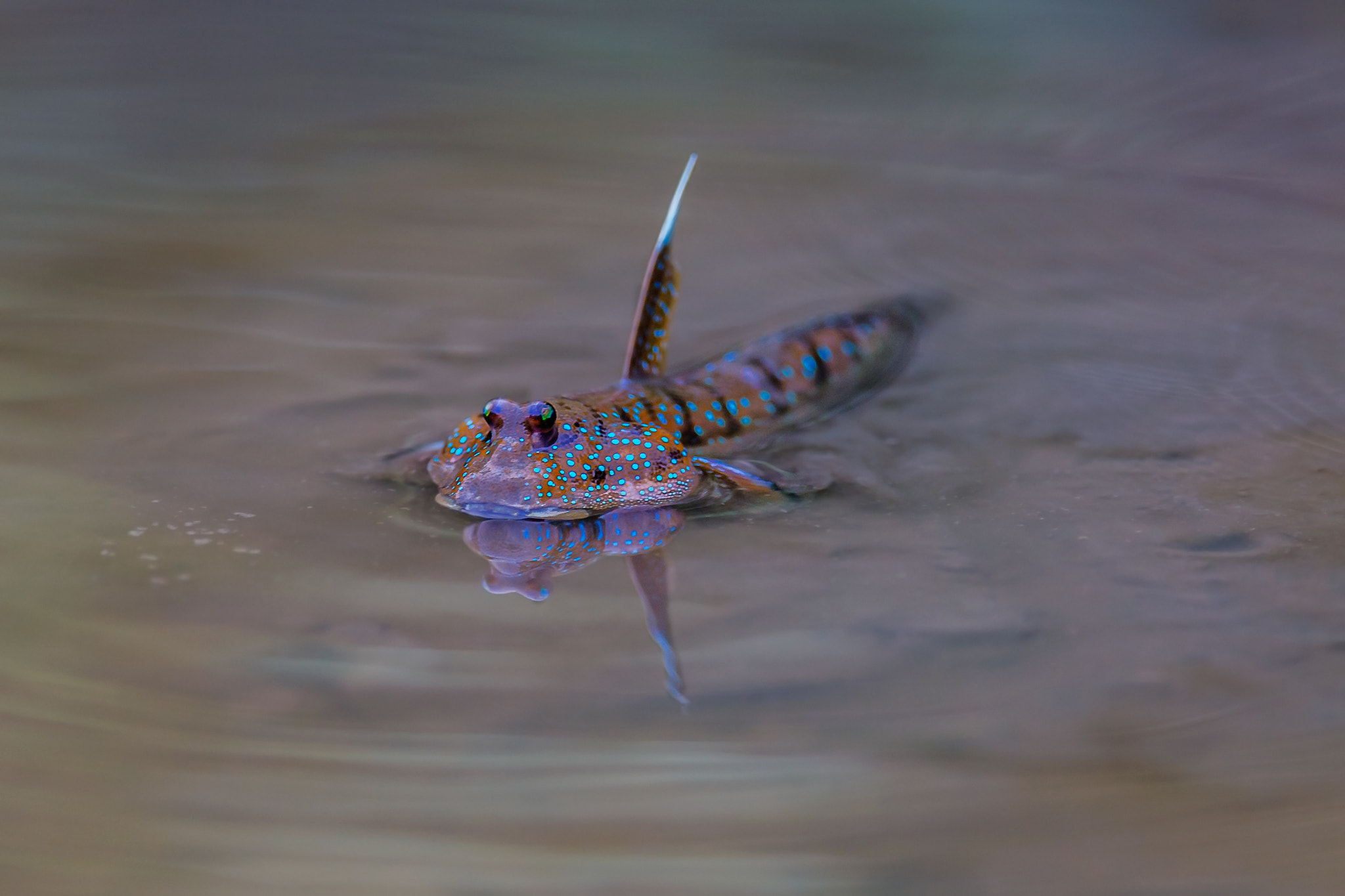 Nikon AF-S Nikkor 600mm F4E FL ED VR sample photo. Mudskippergoggle-eyed gobies boleophthalmus boddarti মন মছ photography