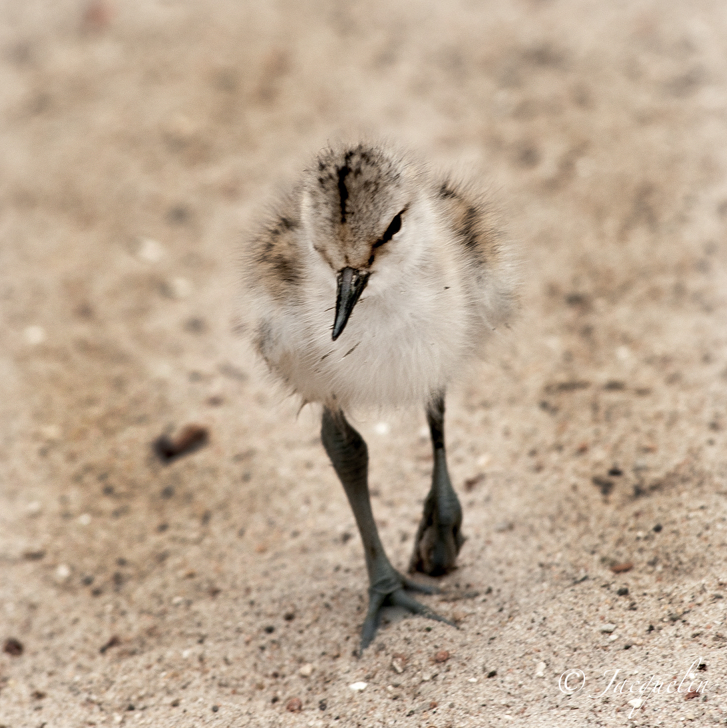 AF Zoom-Nikkor 80-200mm f/2.8 ED sample photo. Young bird !! photography