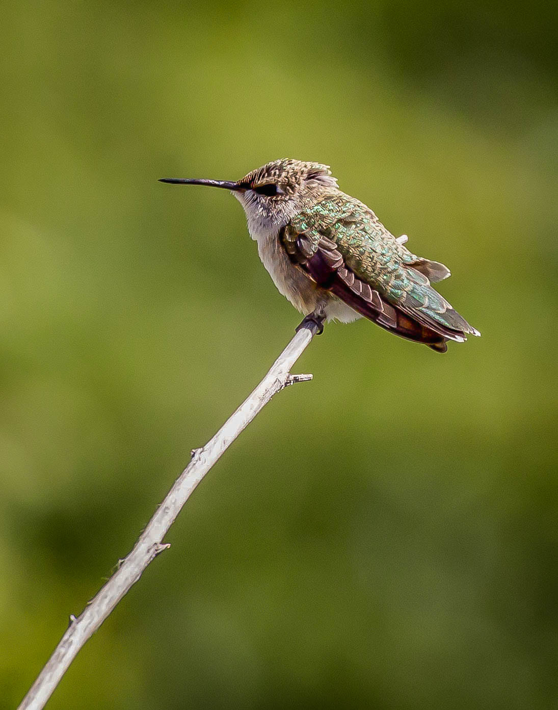 Canon EF 70-300mm F4-5.6L IS USM sample photo. Ruffled feathers photography
