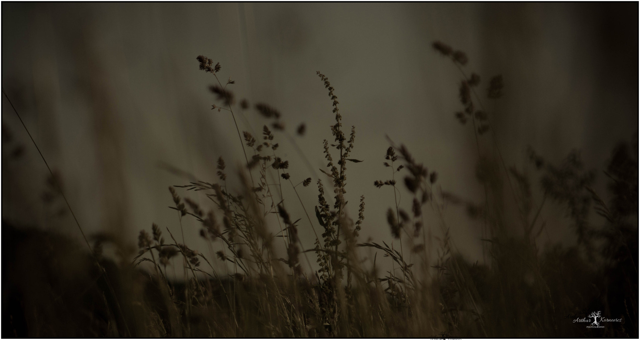 Canon EF 55-200mm F4.5-5.6 II USM sample photo. Where poppies don't grow photography