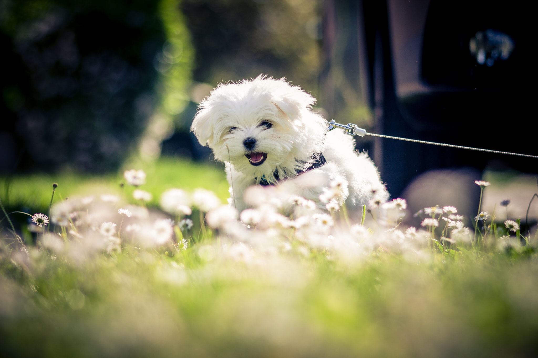 Canon EOS 700D (EOS Rebel T5i / EOS Kiss X7i) + Sigma 105mm F2.8 EX DG Macro sample photo. Lilli, unser kleiner malteser-welpe erkundet die welt photography