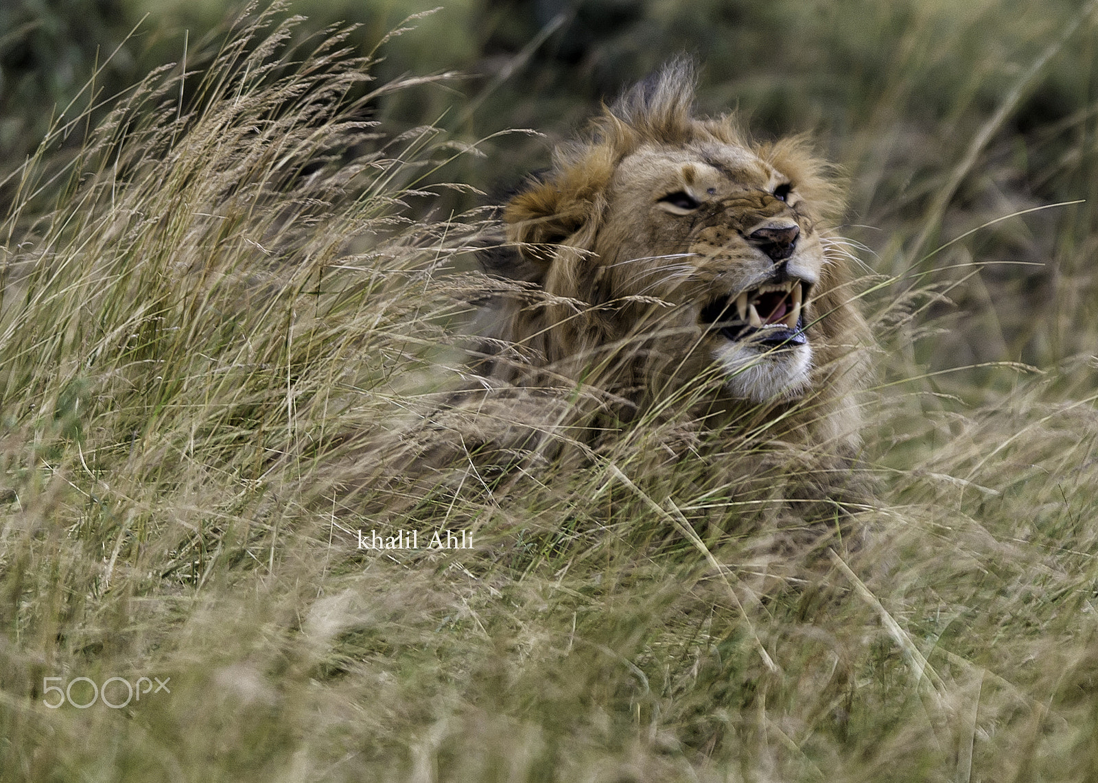 Nikon AF-S Nikkor 400mm F2.8G ED VR II sample photo. Lions photography