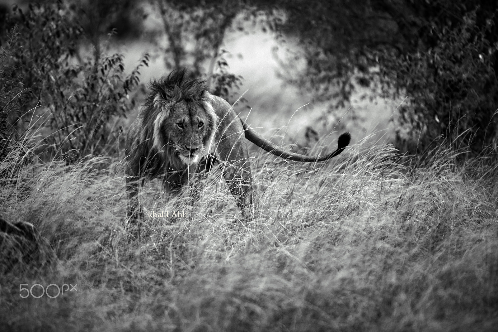 Nikon AF-S Nikkor 400mm F2.8G ED VR II sample photo. Lions photography