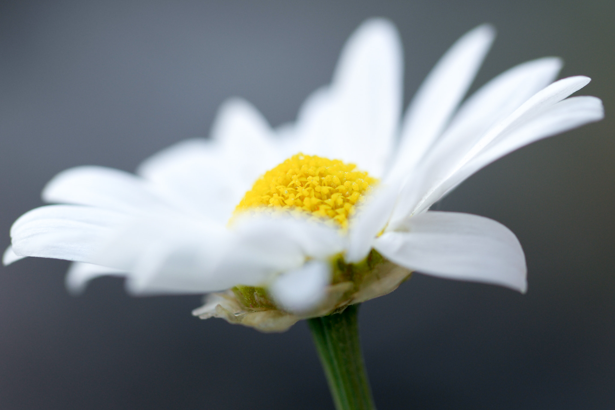 Samsung NX500 + NX 60mm F2.8 Macro sample photo. Daisy photography