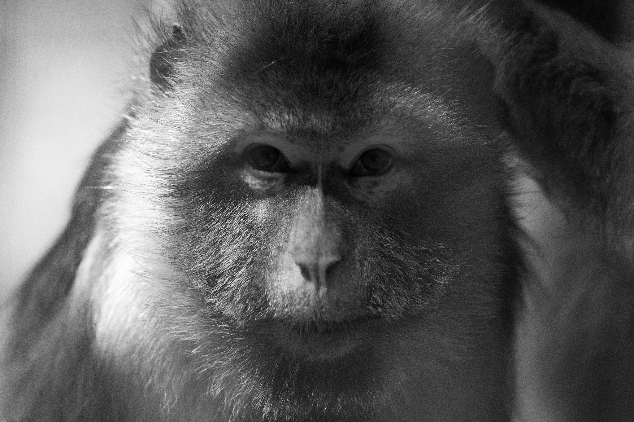 Pentax smc DA* 200mm F2.8 ED (IF) SDM sample photo. Stare photography