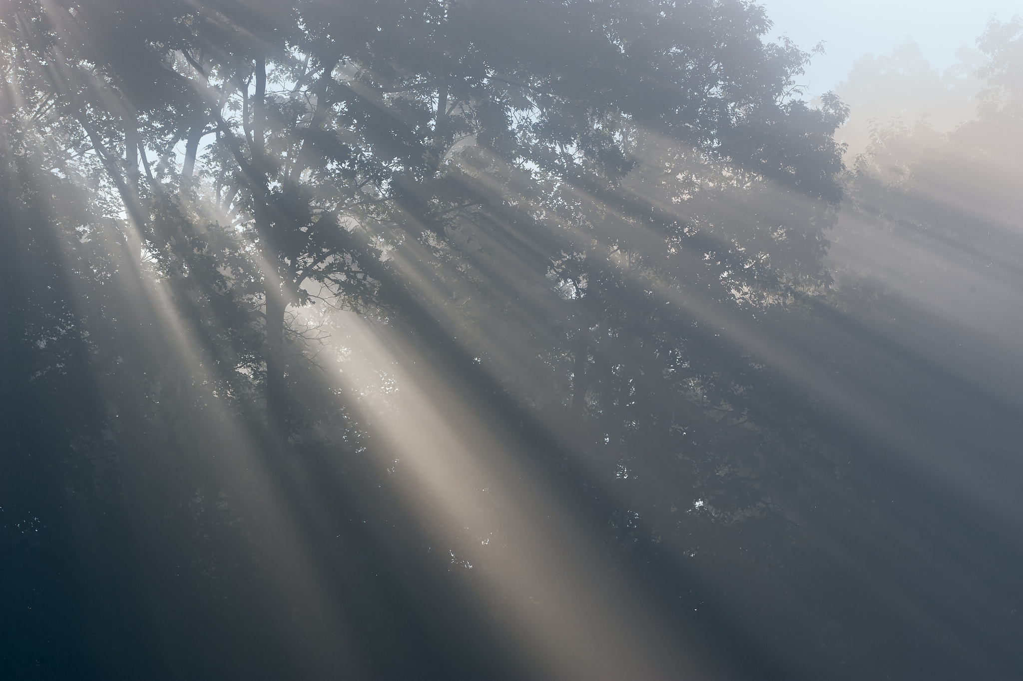 Nikon D3 + Nikon AF Micro-Nikkor 200mm F4D ED-IF sample photo. Sunbeams in foggy forest photography
