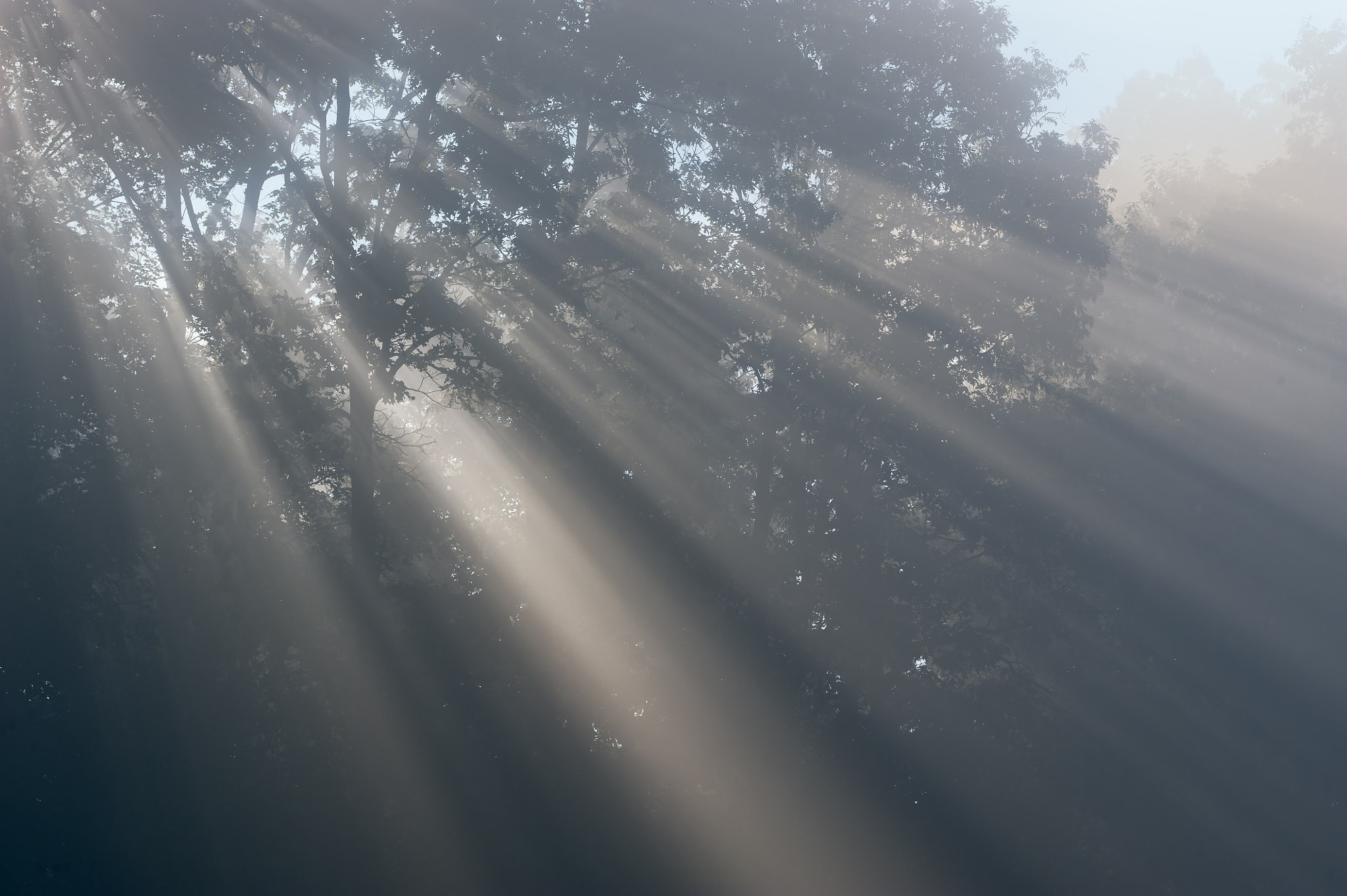 Nikon AF Micro-Nikkor 200mm F4D ED-IF sample photo. Sunbeams in foggy forest photography