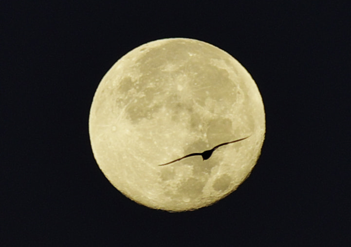 Pentax K-5 + Sigma APO 70-200mm F2.8 EX sample photo. Bird on the moon photography