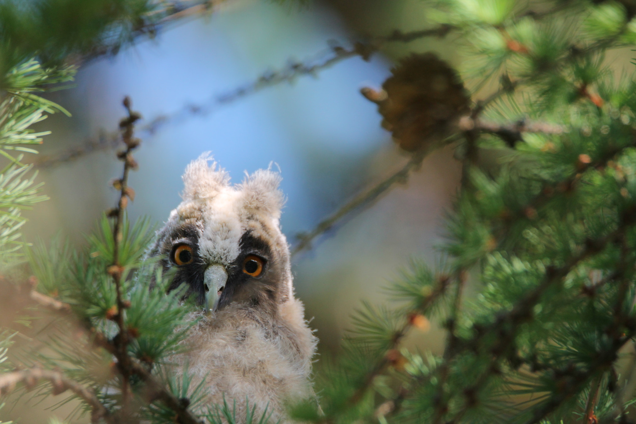 Tamron SP 150-600mm F5-6.3 Di VC USD sample photo. Long-eared owl son photography