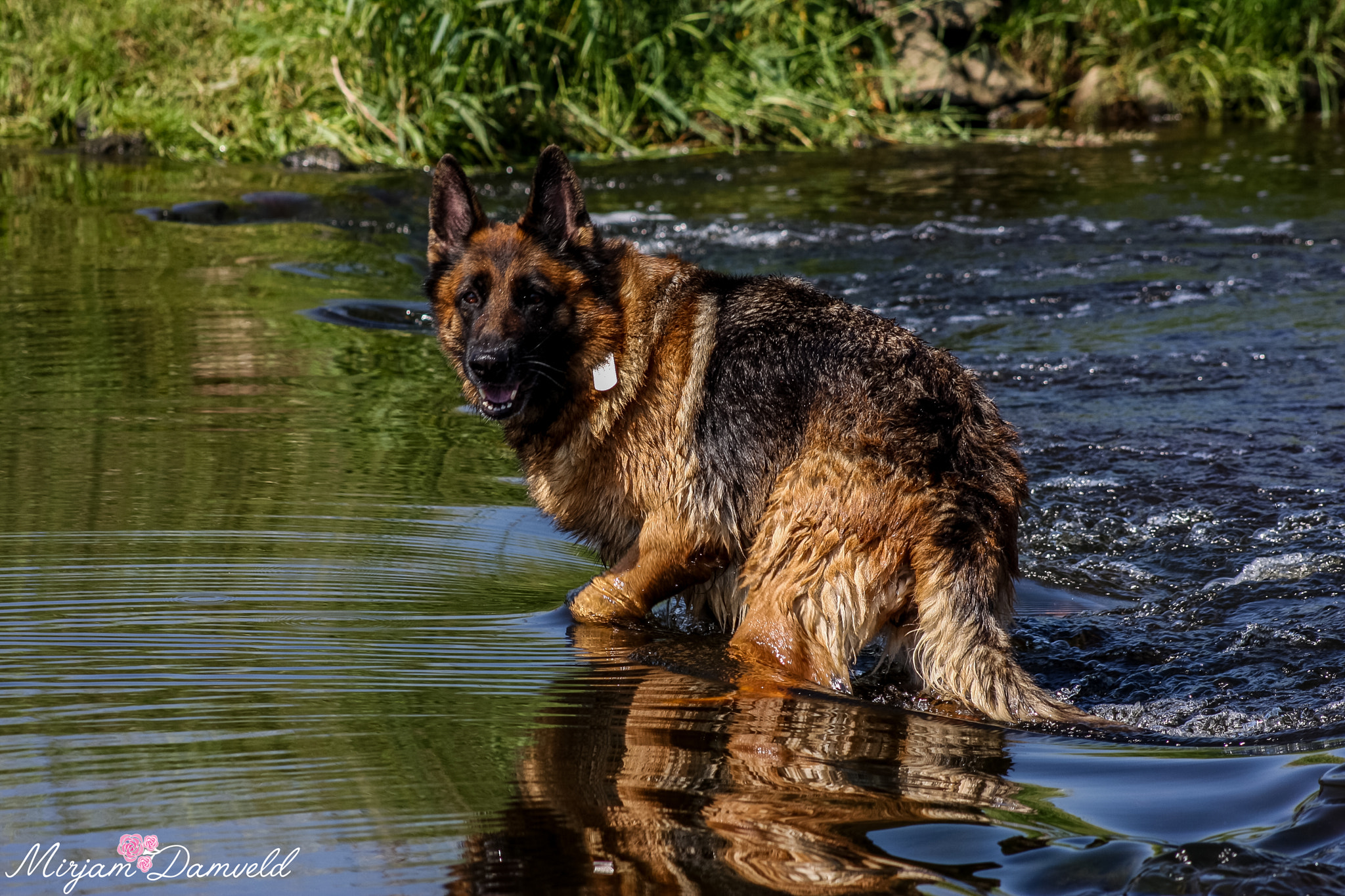 Canon EOS 40D + Canon EF 75-300mm f/4-5.6 USM sample photo. My dog jessie loves swimming when it's hot photography