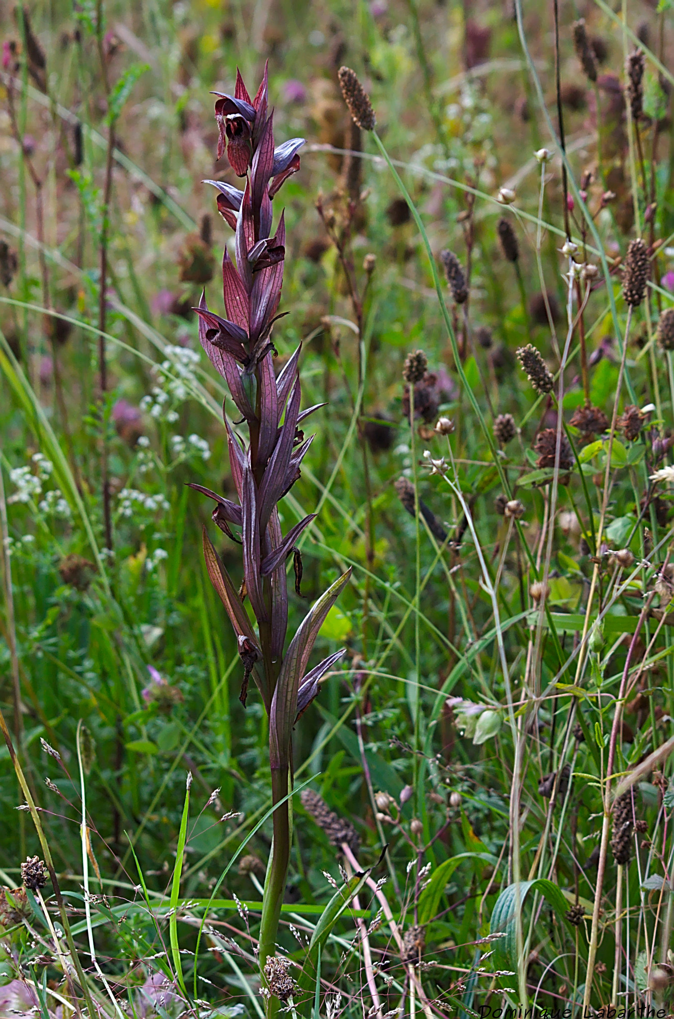 Sigma 70-300mm F4-5.6 Macro sample photo. _2018529.jpg photography