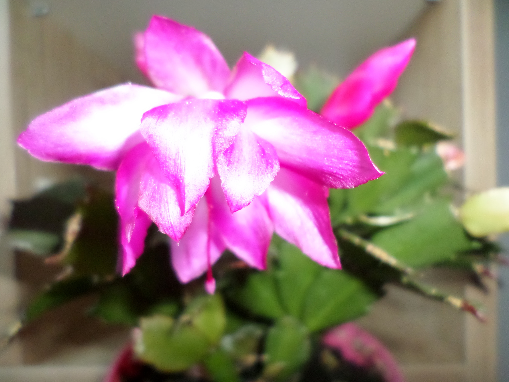 Samsung ST72/ST73 sample photo. Christmas cactus photography