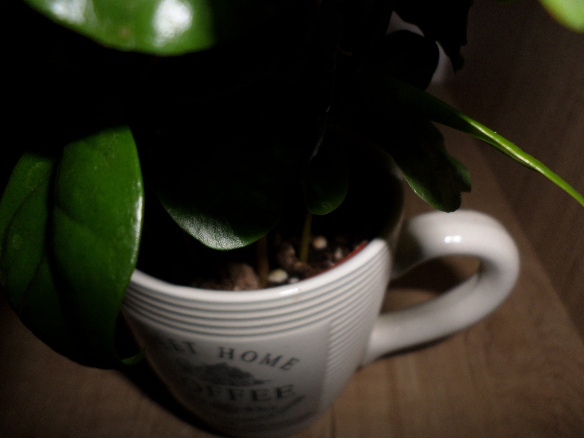Samsung ST72/ST73 sample photo. Coffee tree in a coffee mug photography