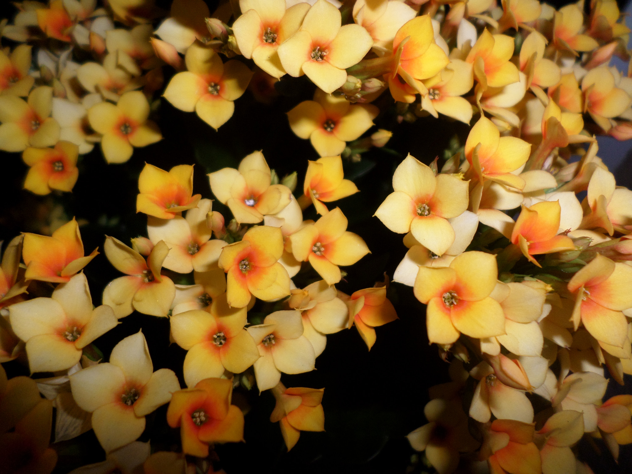 Samsung ST72/ST73 sample photo. Beautiful orange flowers photography