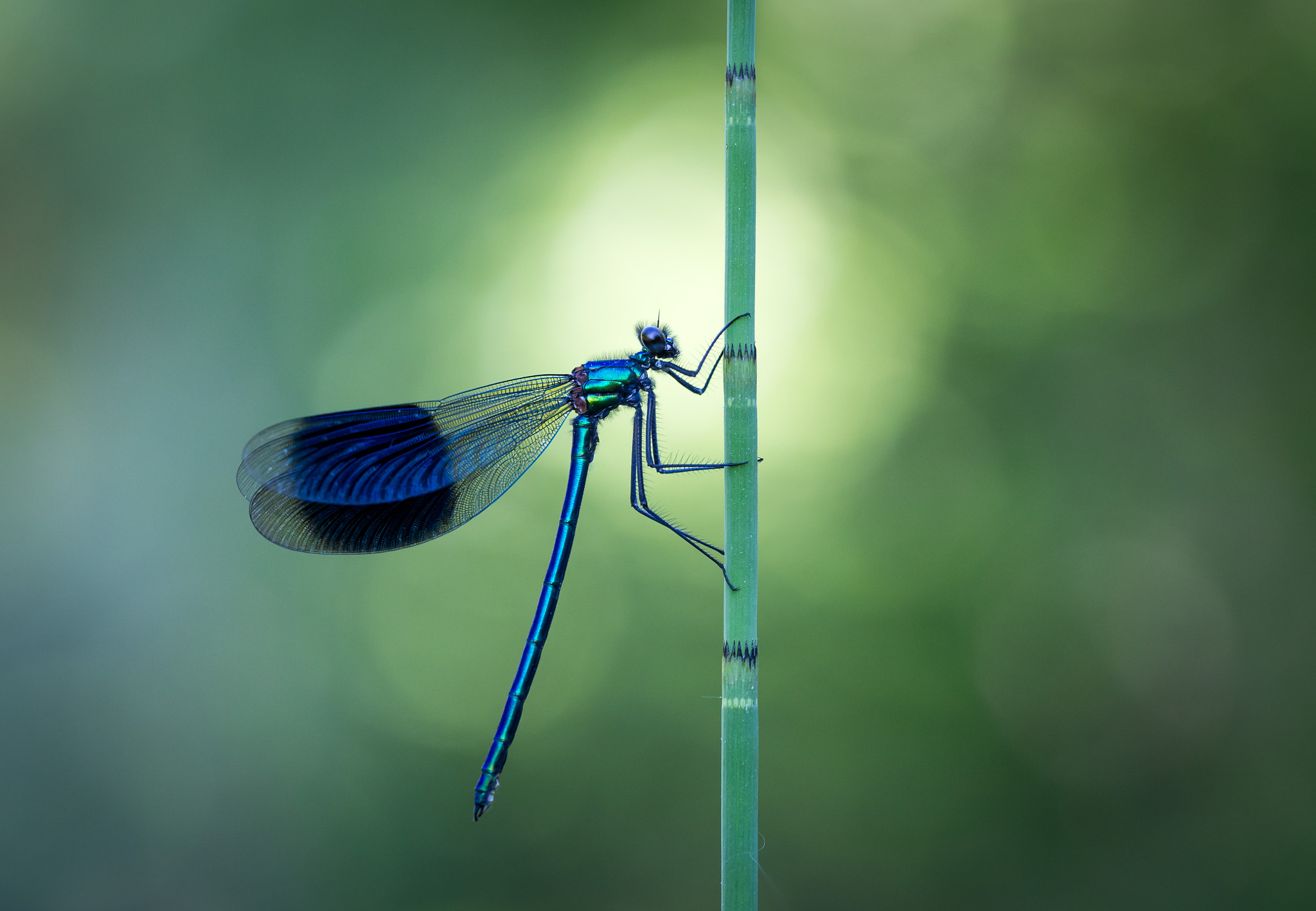 Sigma 150mm f/2.8 EX DG OS HSM APO Macro sample photo. Banded demoiselle photography