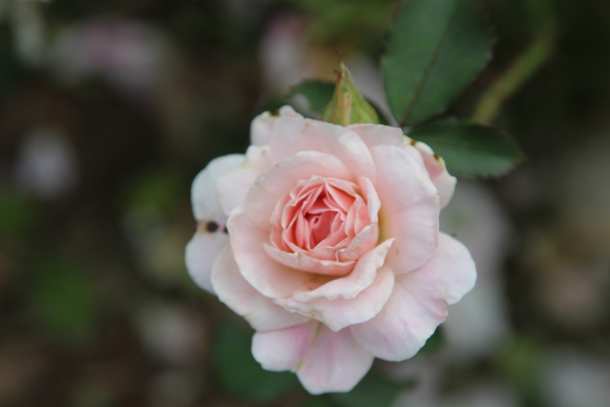 Canon EOS 650D (EOS Rebel T4i / EOS Kiss X6i) sample photo. The blossoms of my life. photography