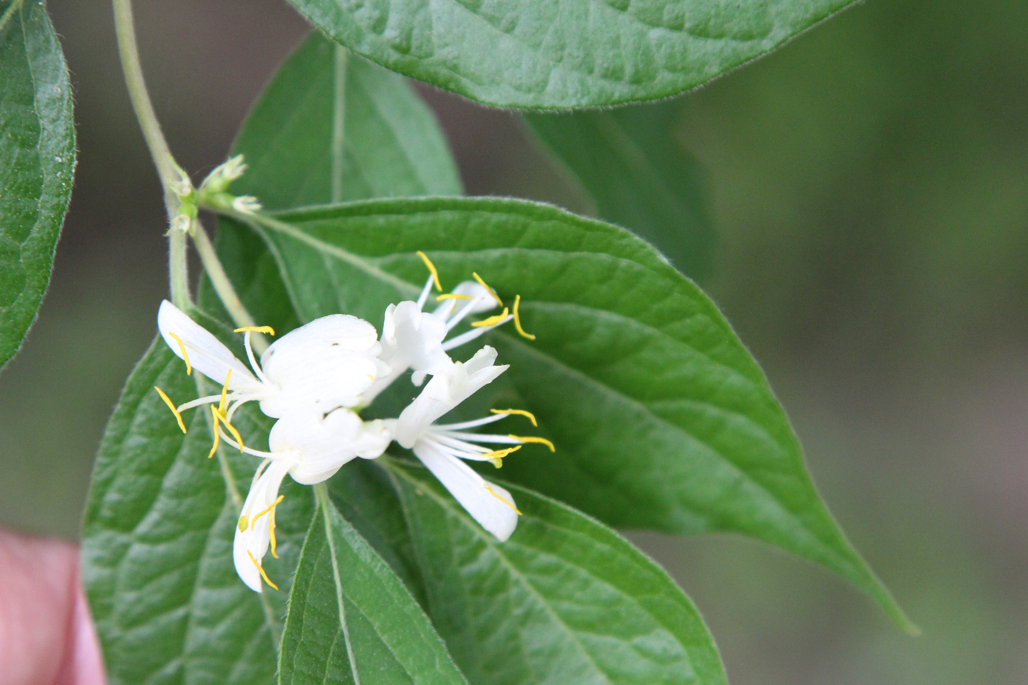 Canon EOS 650D (EOS Rebel T4i / EOS Kiss X6i) sample photo. The blossoms of my life. photography