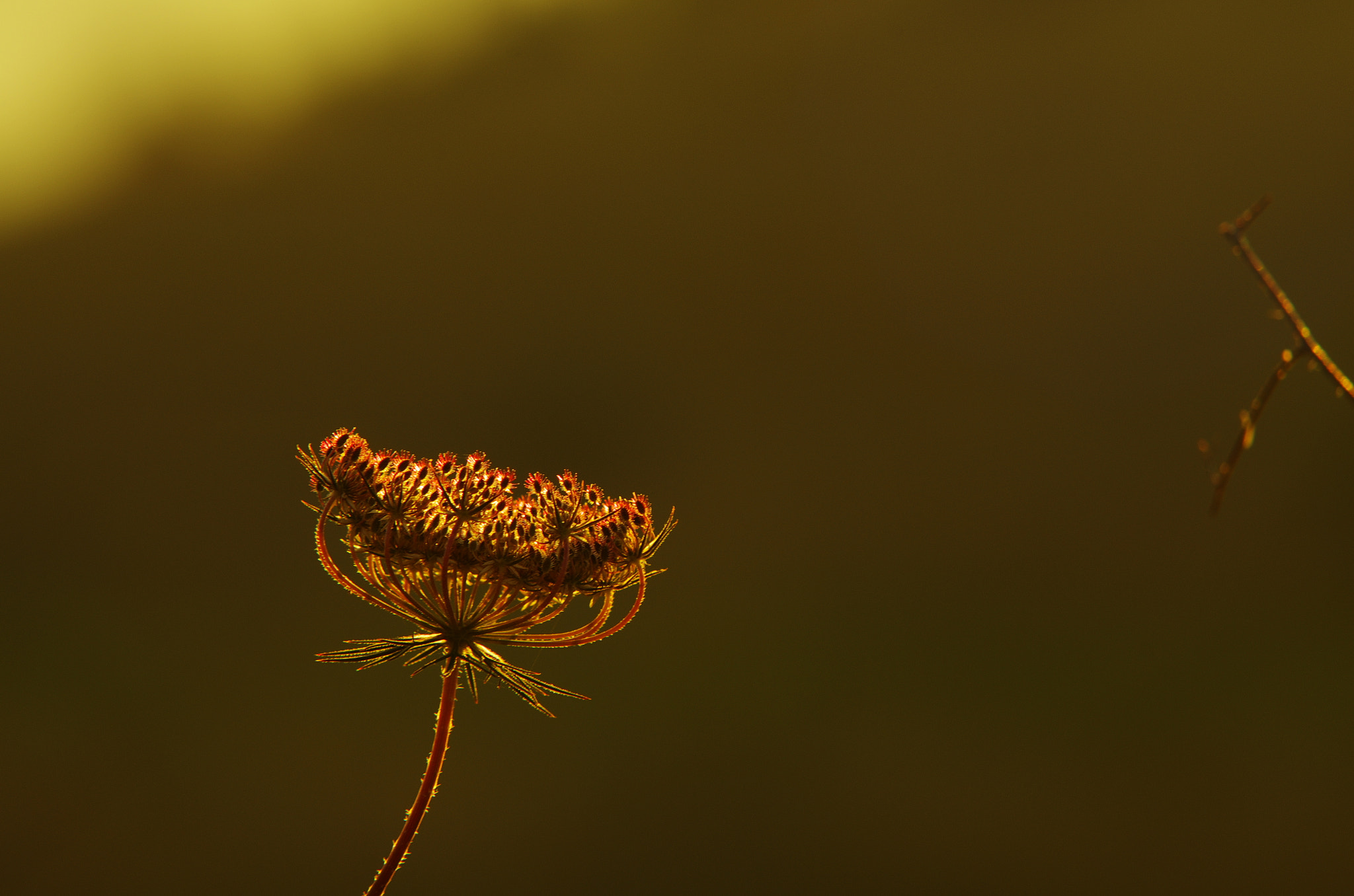 Sigma APO 70-200mm F2.8 EX sample photo. Plant, dandelion photography